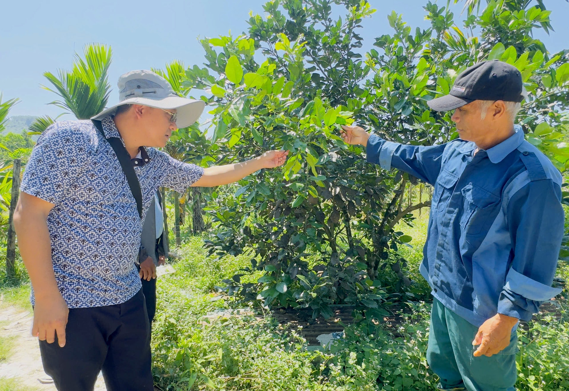 Ông Huỳnh Đại Phương (bên phải), Bí thư Chi bộ thôn Tak Nú, xã Trà Liên phát huy vai trò nêu gương trong cải tạo vườn để làm kinh tế