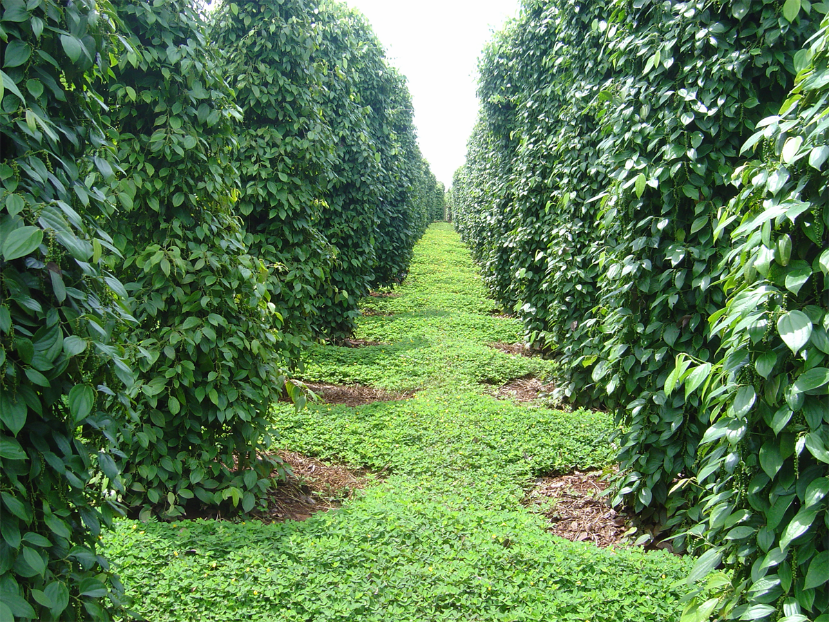 Giá tiêu hôm nay 31/3/2026: Giảm 2000 đồng/kg, dao động 138.000 – 139.000 đồng