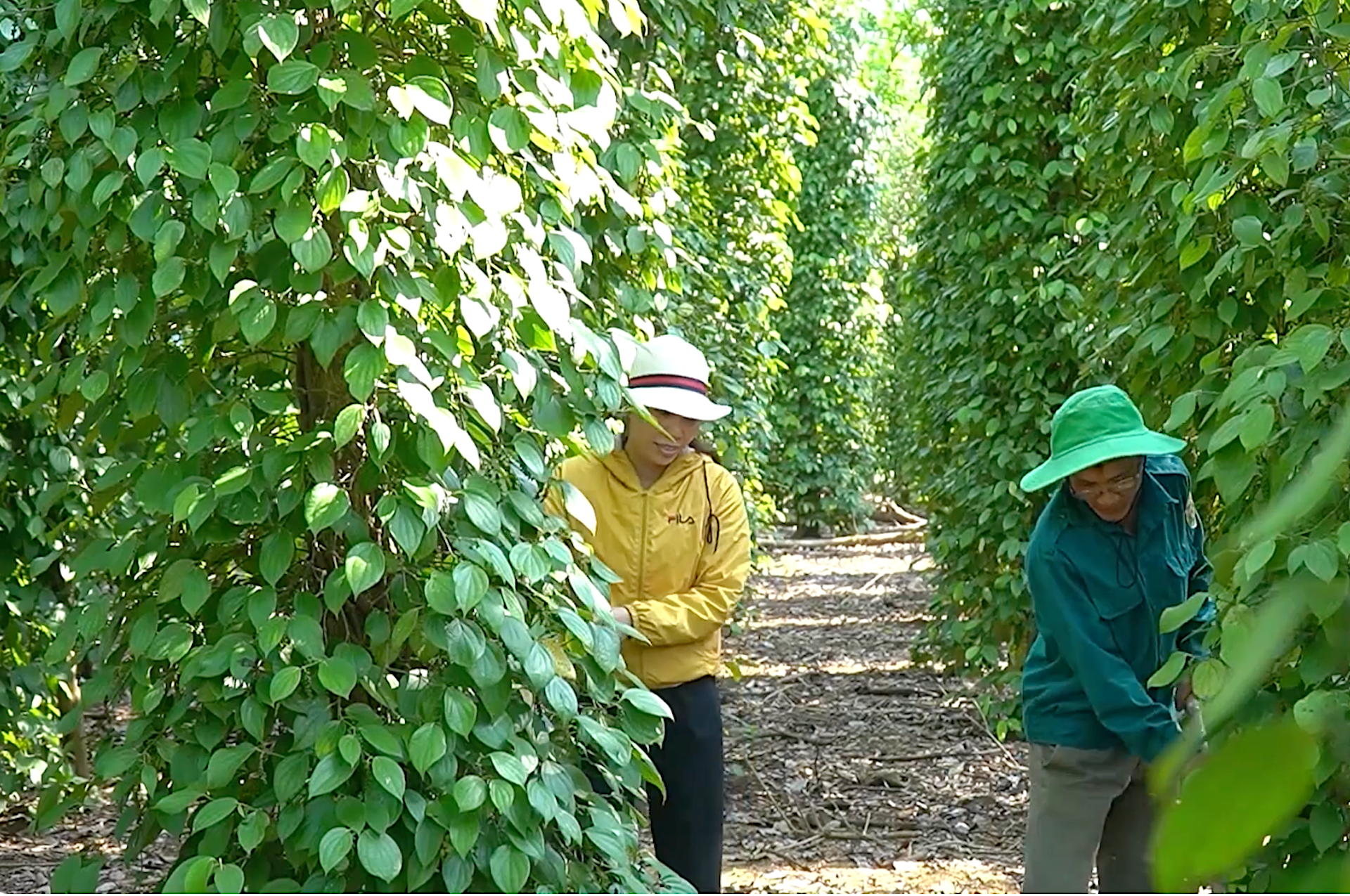 Giá tiêu hôm nay 2/4/2026: Đồng loạt tăng ở Đắk Lắk