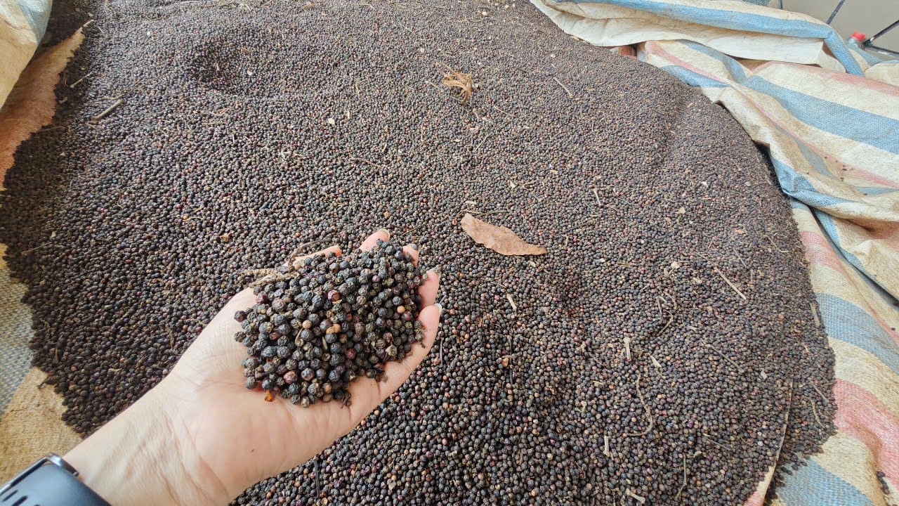 Giá tiêu hôm nay 3/4: Giảm 500-1.000 đồng/kg, cao nhất 139.000