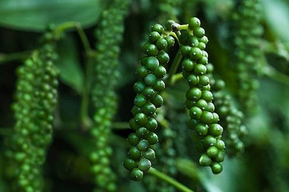 Giá tiêu hôm nay 4/4/2026: Trong nước 138.000-139.000 đồng
