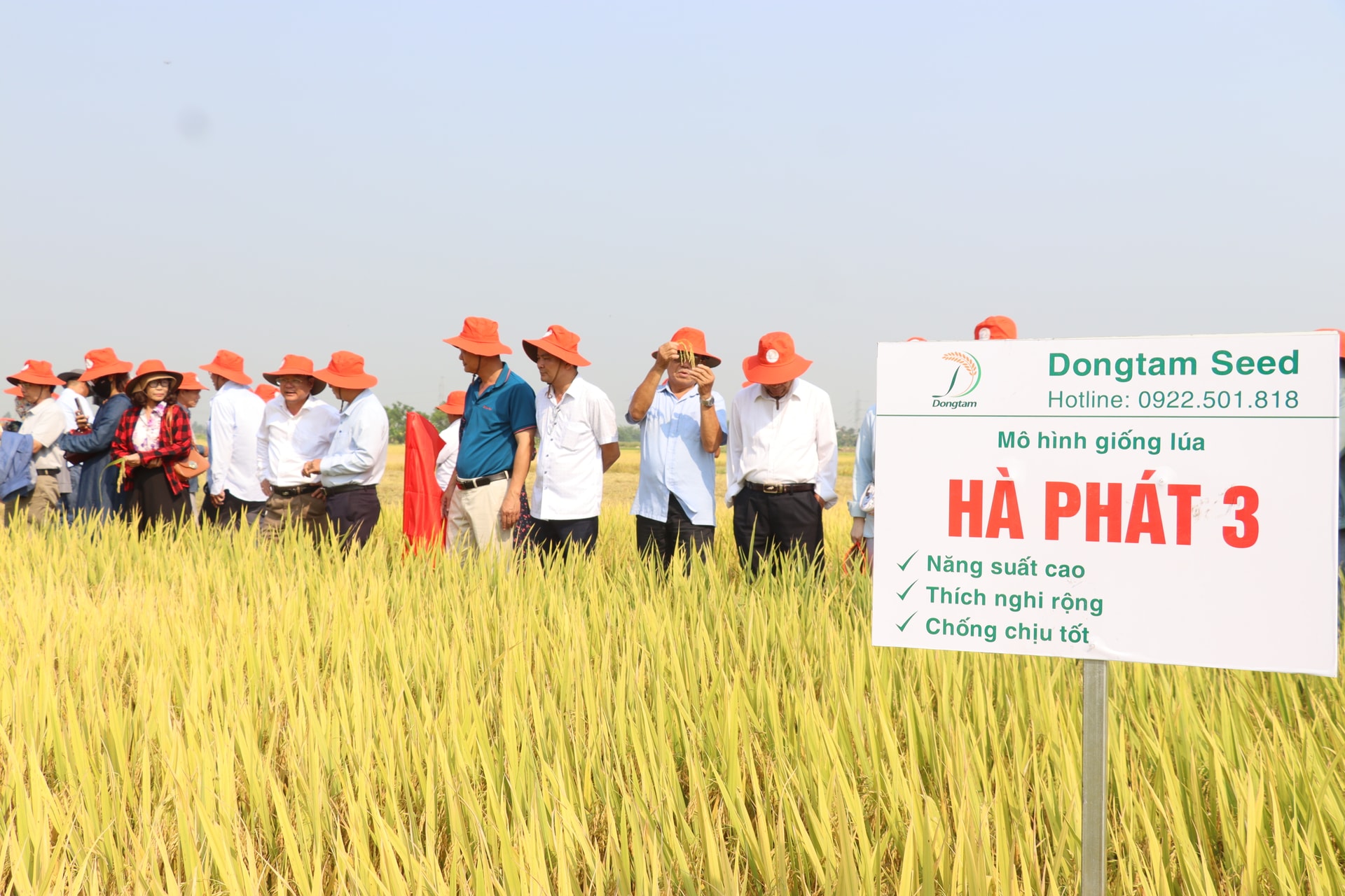 Giống lúa Hà Phát 3 đẻ nhánh khỏe, chịu thâm canh cao và thích nghi rộng trên nhiều chân đất. Ảnh: TRẦN TRU