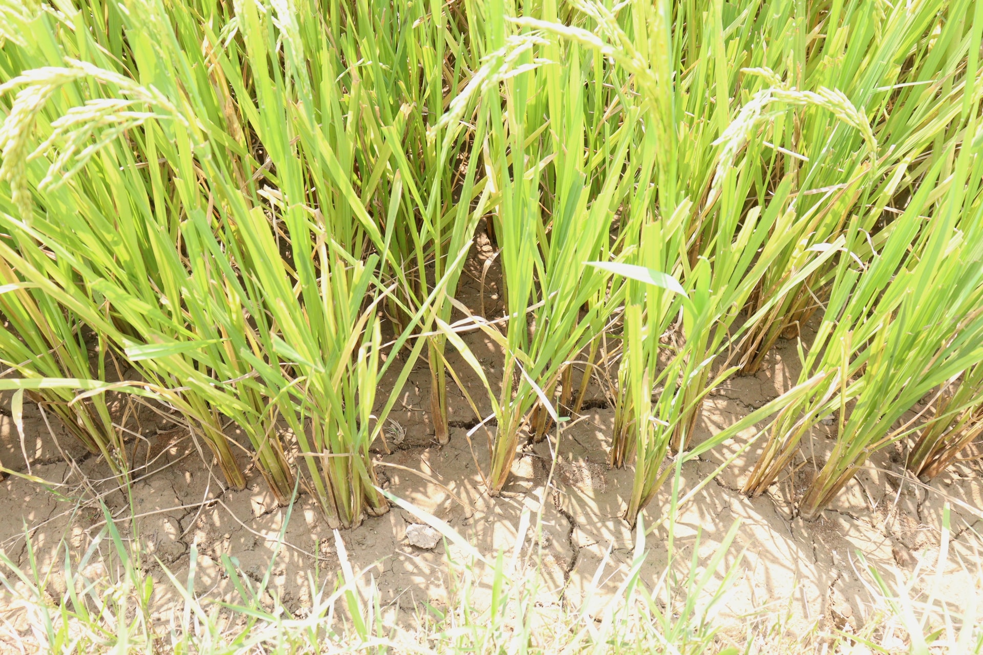 Nhiều diện tích lúa đông xuân ở phường Ngũ Hành Sơn bị thiếu nước tưới nhiều ngày khiến mặt ruộng khô nứt nẻ. Ảnh: HOÀNG HIỆP