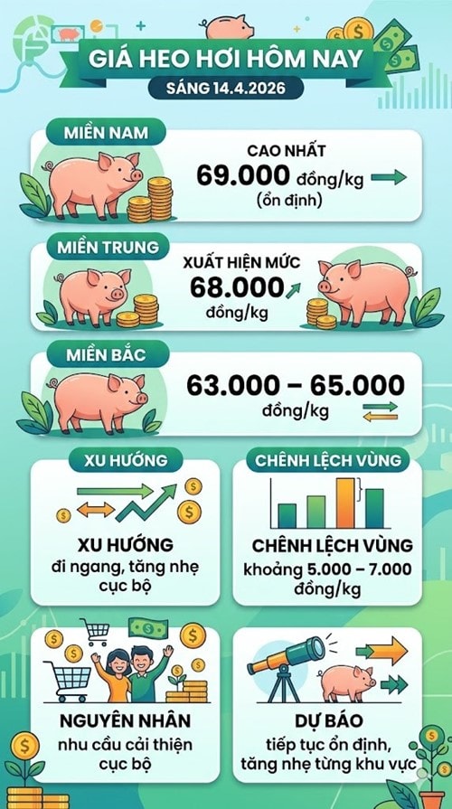 Thị trường giá heo hơi ngày 14/4/2026 ổn định ở mức cao