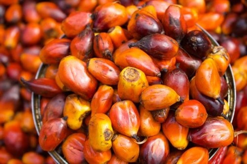 Thu hoạch dầu cọ tại Malaysia