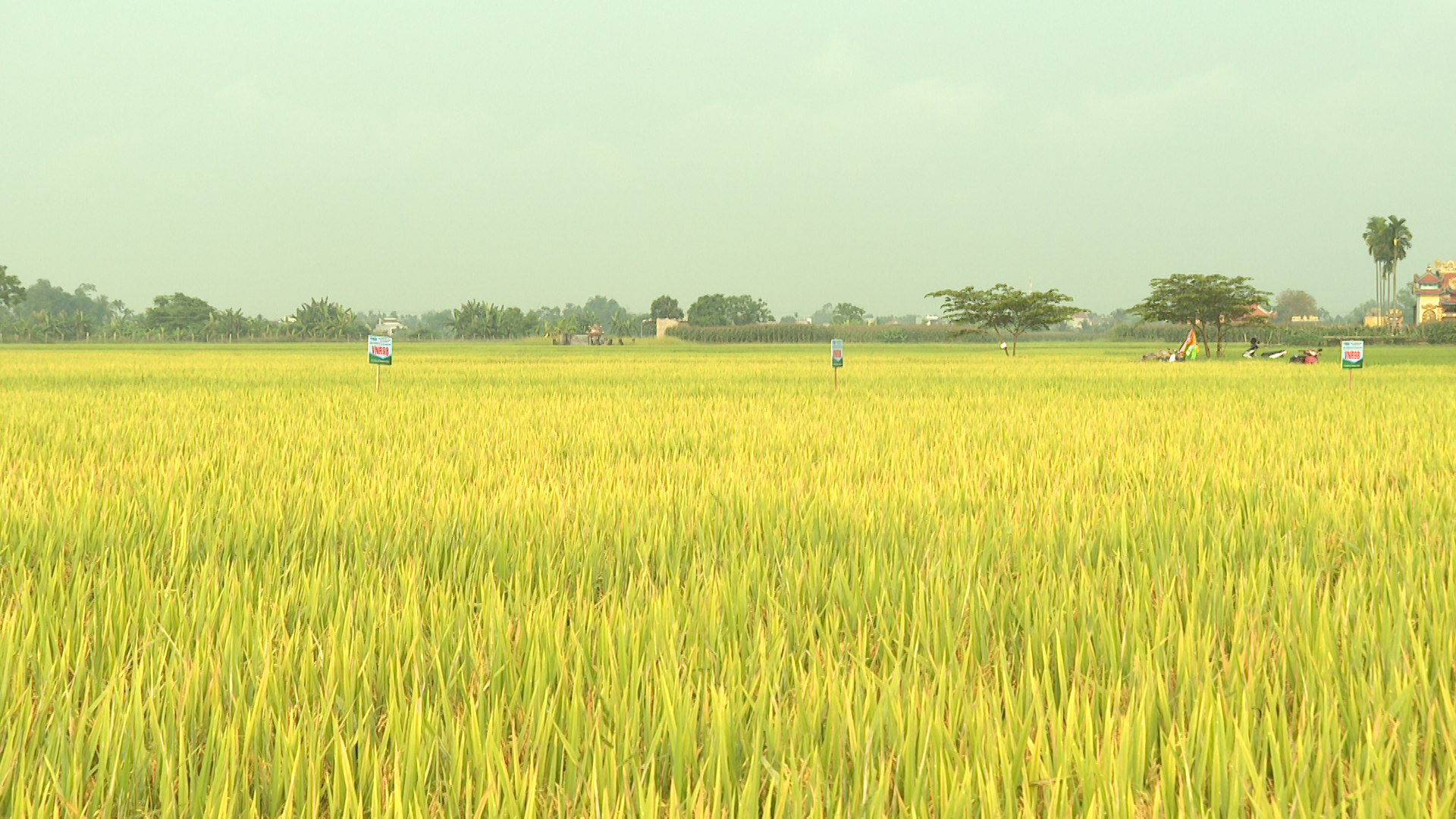 vanhai9883.mxf.03_56_31_22.still001.png
