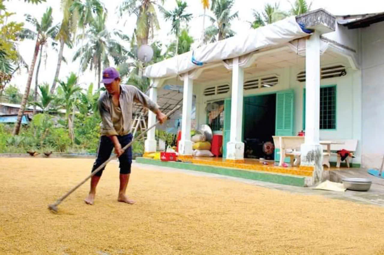 Nông dân phơi lúa. Ảnh VĂN PHIN