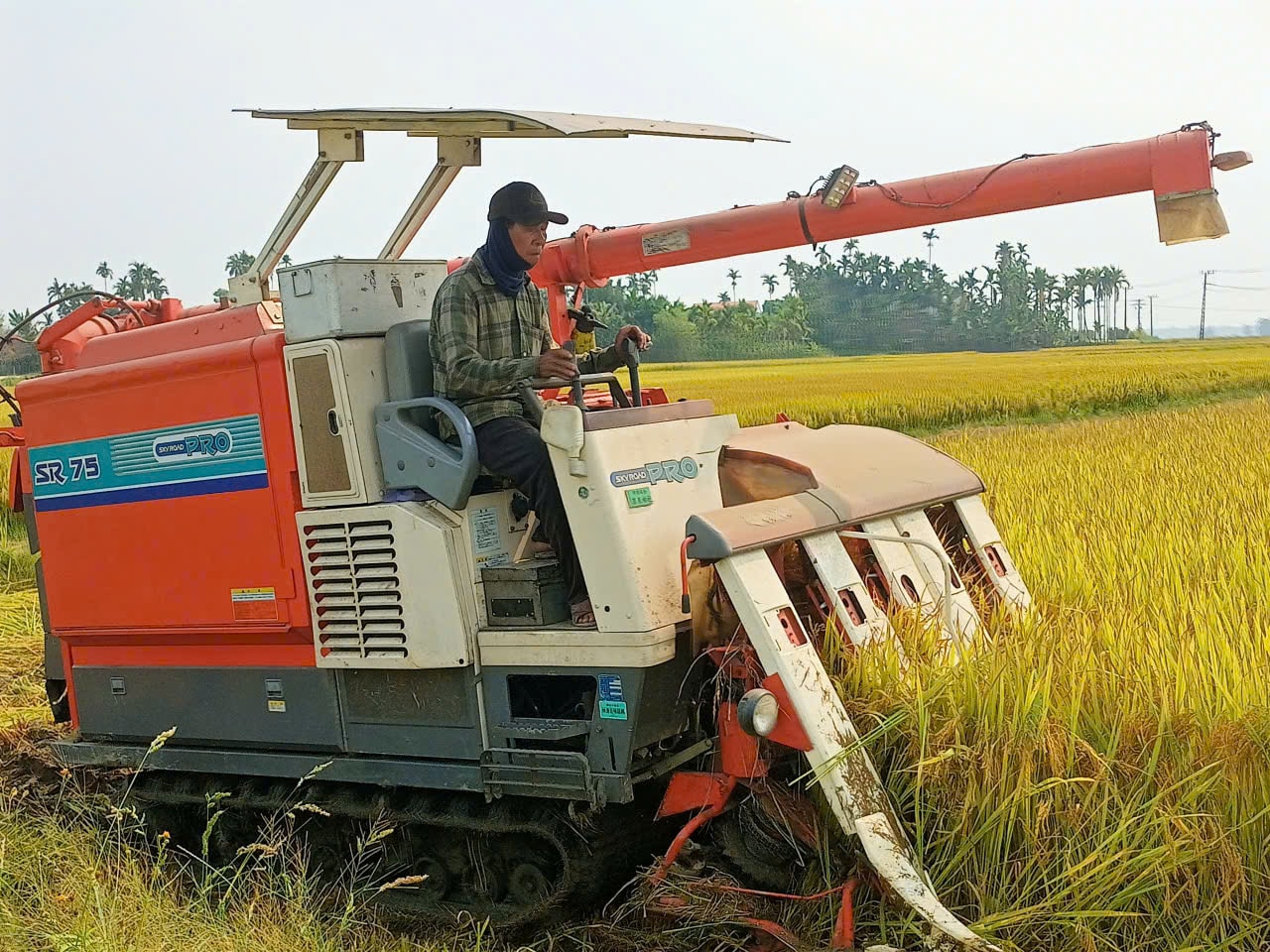 Thu hoạch lúa đông xuân. Ảnh VĂN PHIN