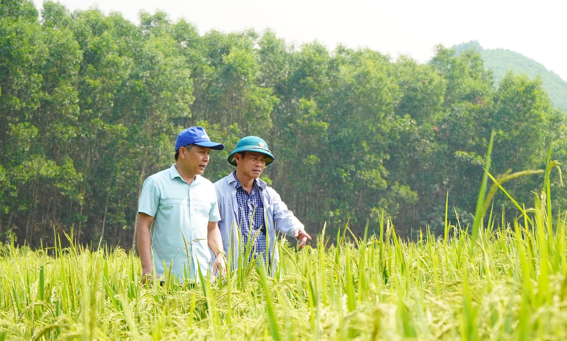 Giống lúa đỏ ra ma đang cho thấy hiệu quả khi sinh trưởng và phát triển tốt, phù hợp với điều kiện tự nhiên tại xã Trà Liên