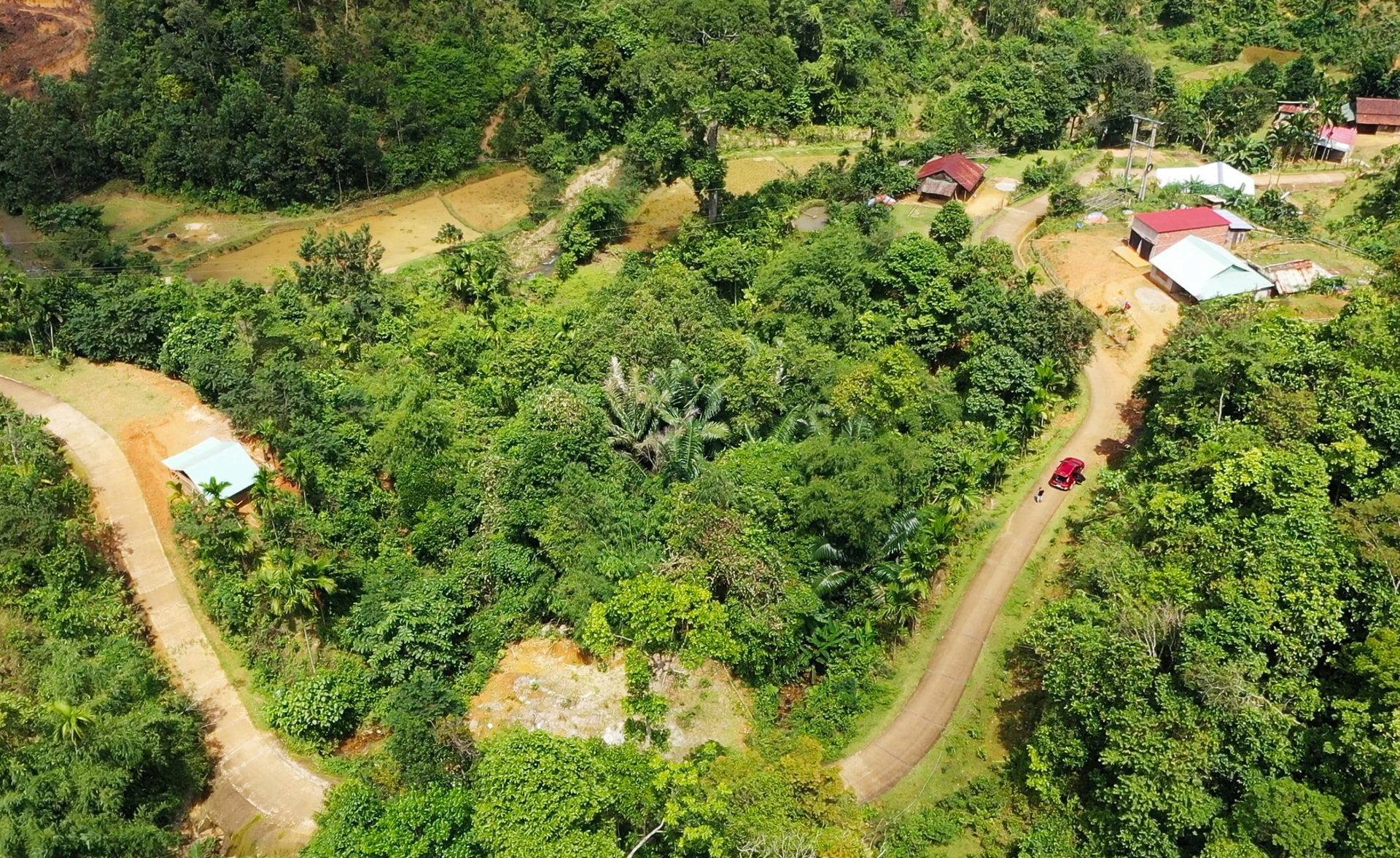 Xã Trà Giáp đang triển khai trồng hơn 500ha diện tích quế bản địa