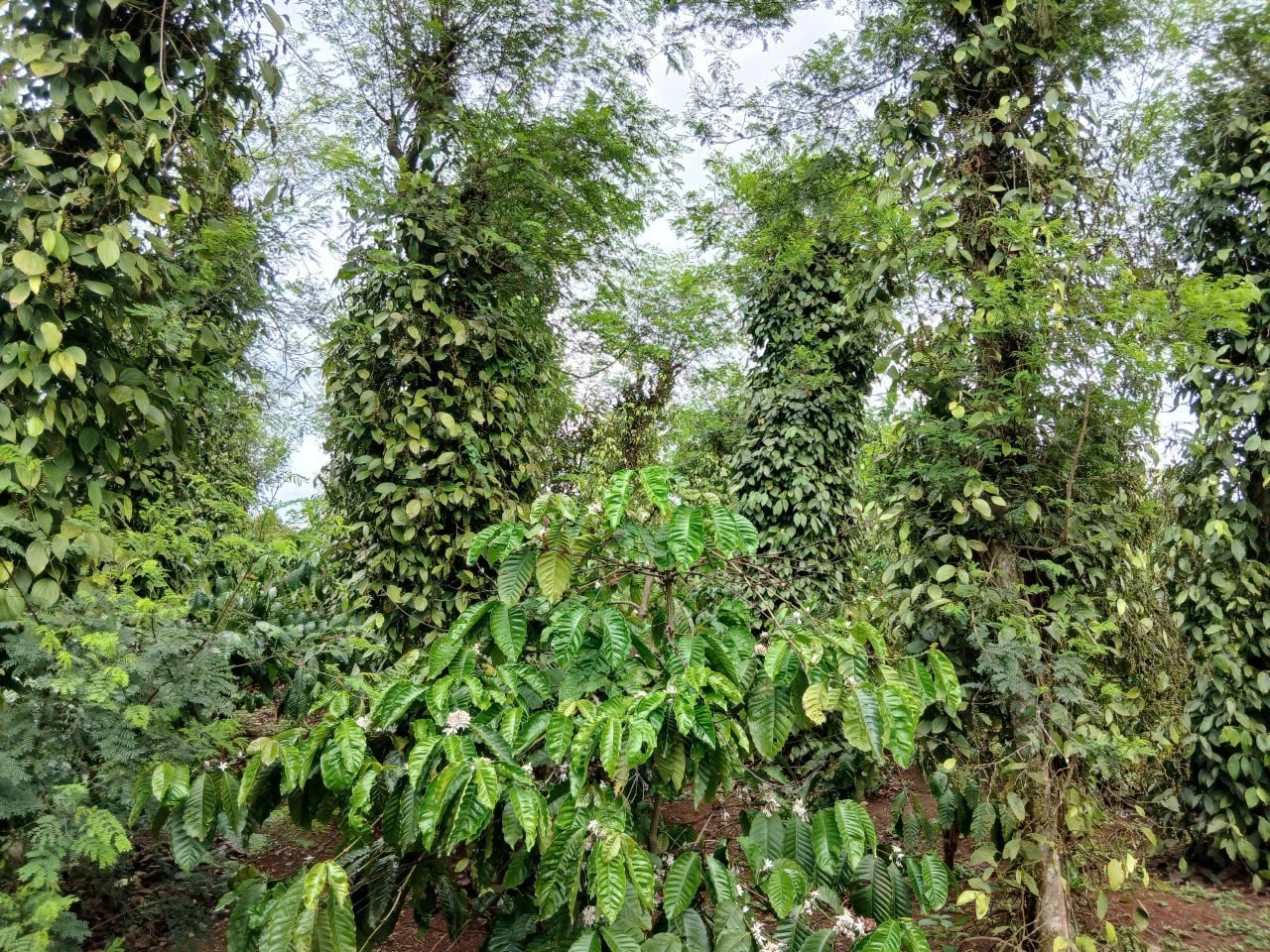 Giá tiêu hôm nay 6/5/2026 đi ngang, trung bình 142.500 đồng