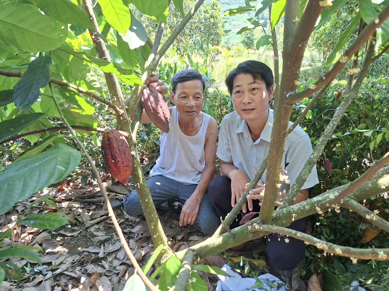 V obci Duc Phu se kakaovníkům daří a produkují vysoce kvalitní plody. Foto: QUANG VIET