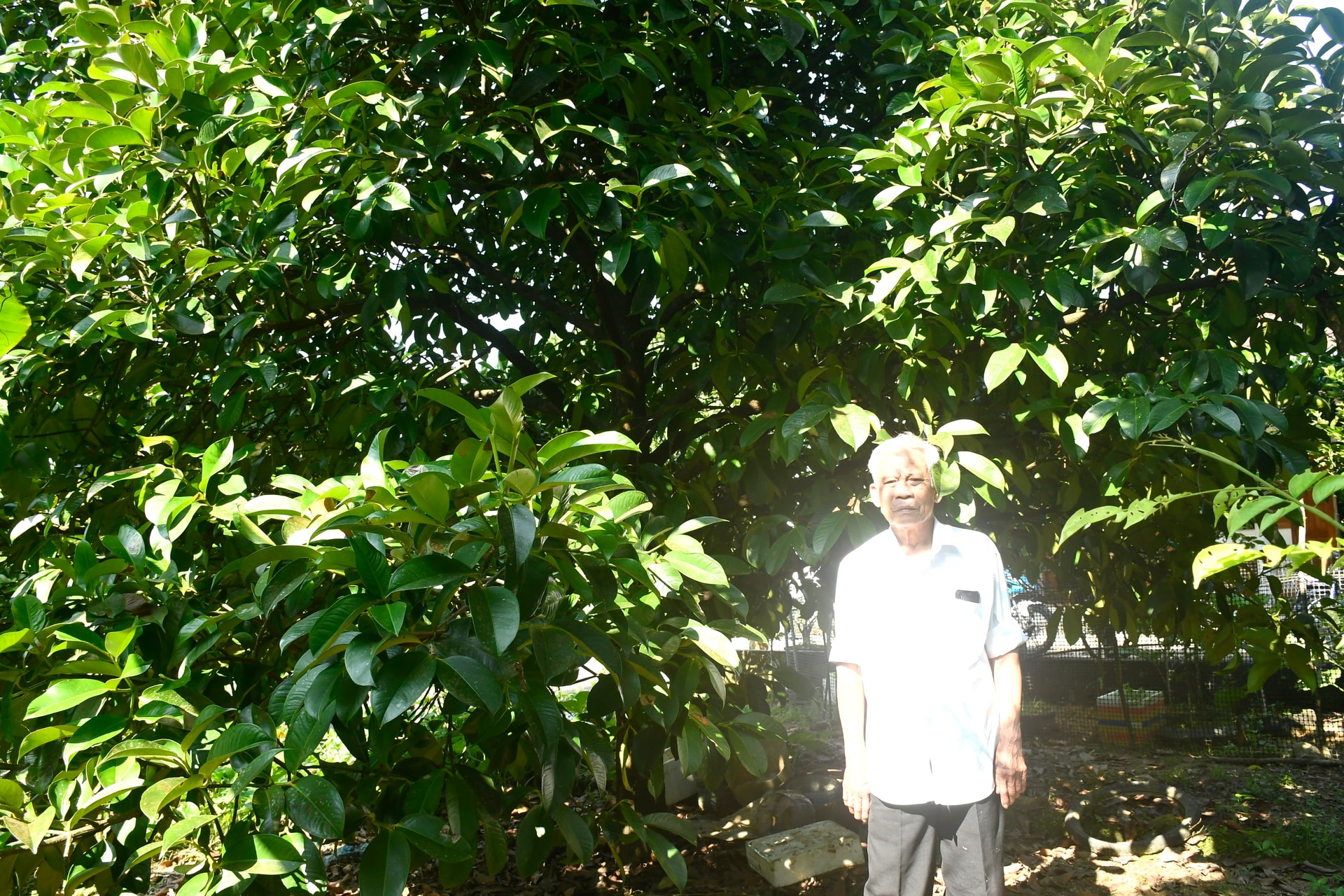 Lidé v obci Tien Phuoc pěstují mangostan. Foto: QUANG VIET