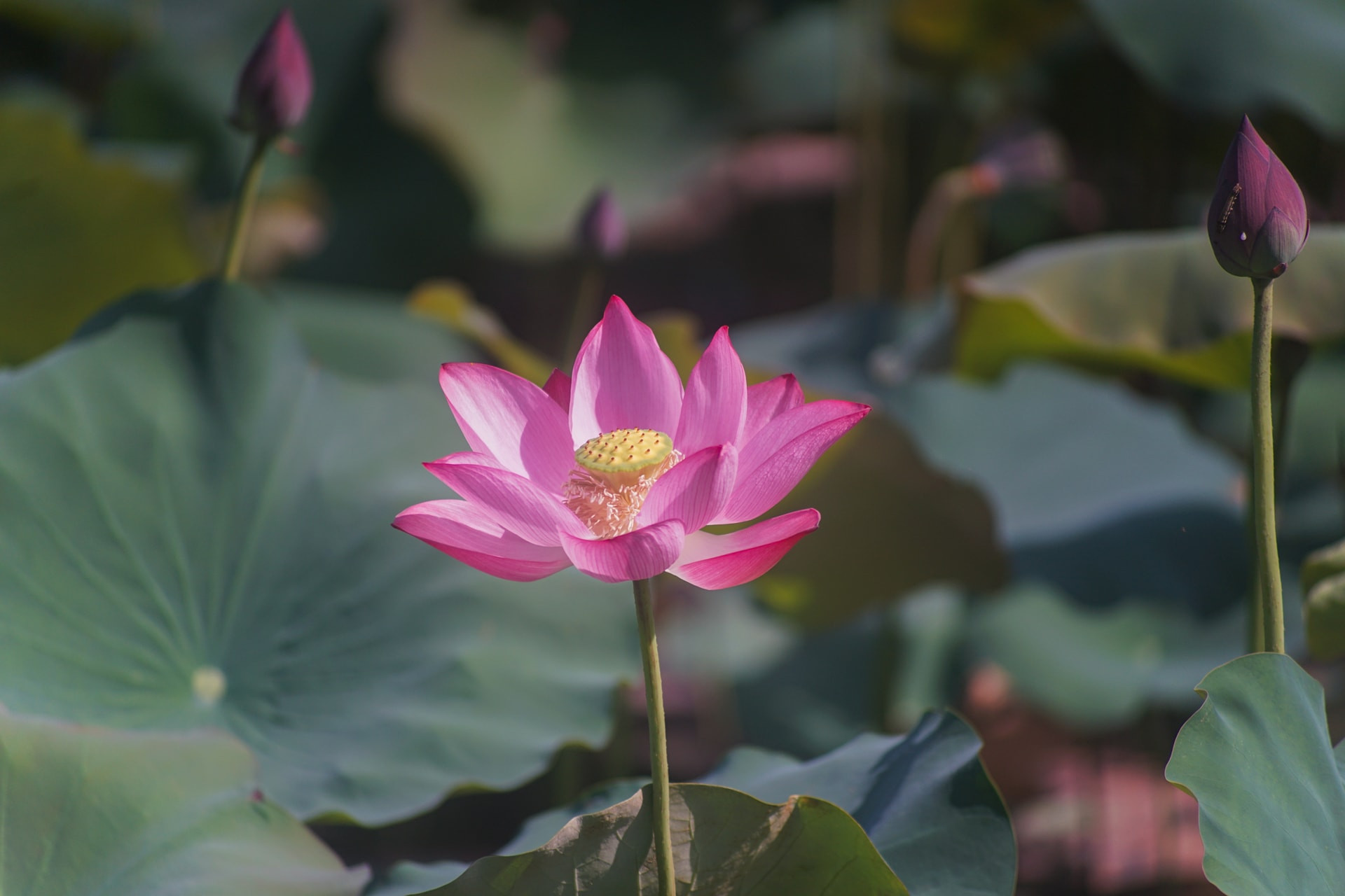 Da Nang’s lotus flowers are admired for their simple beauty and delicate fragrance. Photo: Son - Uyen