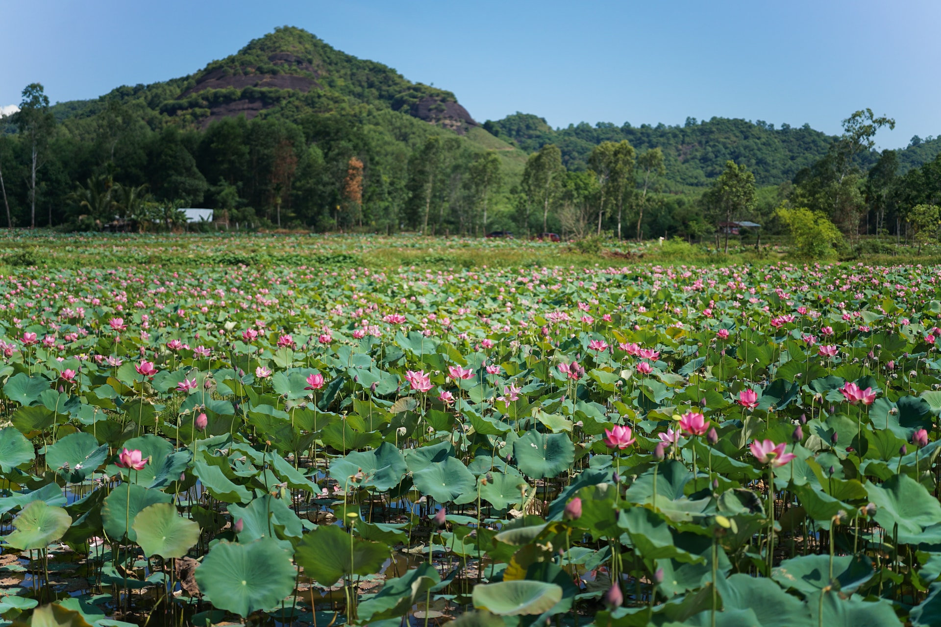 Covering nearly 35 hectares, Tra Ly Lotus Field lies within the Phu Loc reservoir area and is surrounded by protective forests. Photo: Son - Uyen