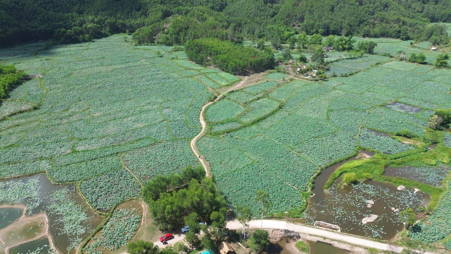 Lotus is a key ingredient in several local OCOP products, including dried lotus seeds and nutritious grain powders. Photo: Son - Uyen