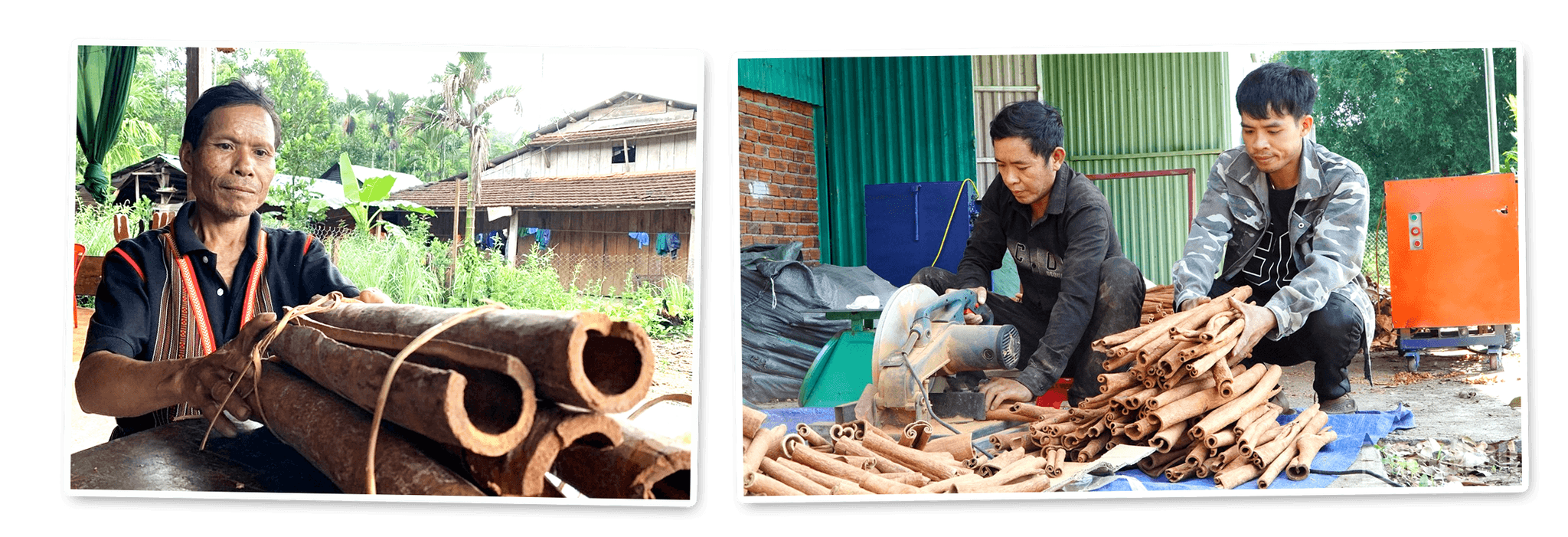 Sản lượng quế thành phẩm của vùng cao Đà Nẵng vẫn còn ở mức thấp khiến doanh nghiệp khó phát triển thị trường. Ảnh: PHAN VINH