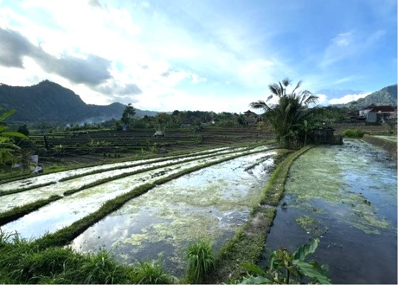 bali(1).jpg