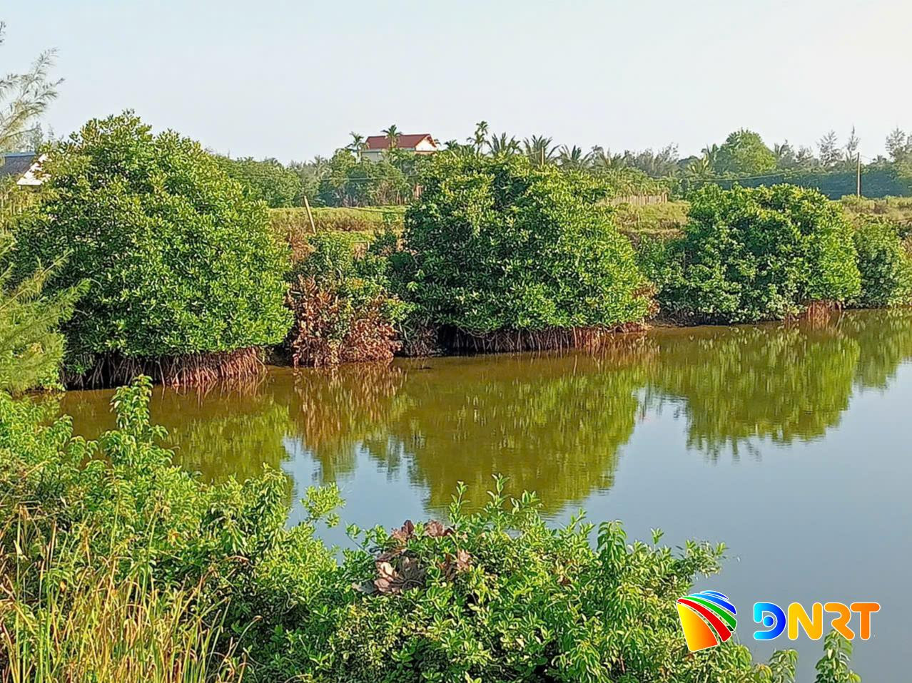 ho-nuoi-tom-trong-cay-ngap-man.-anh-van-phin.jpg