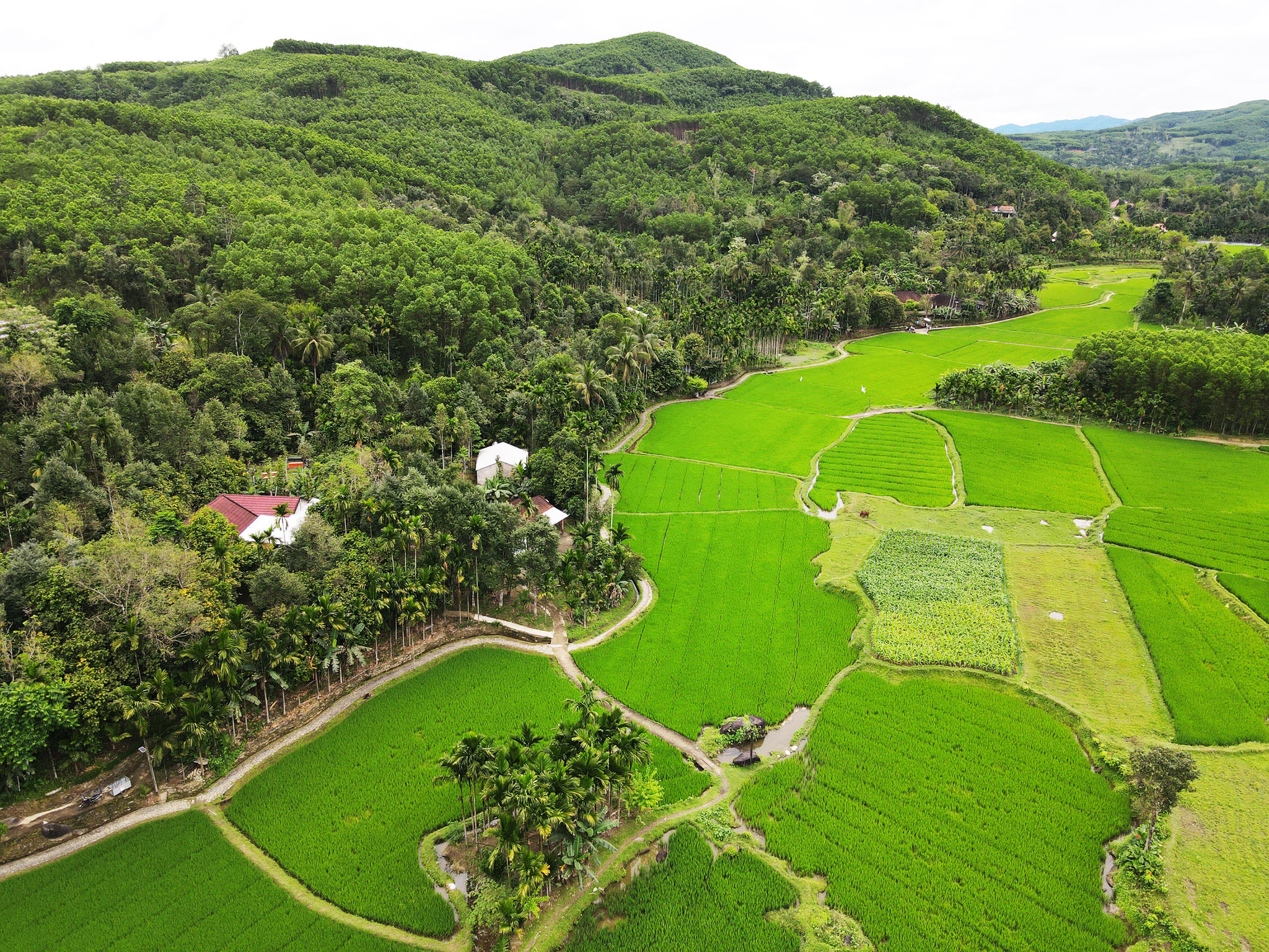 nhung-vuon-cau-o-xa-thanh-binh.jpg