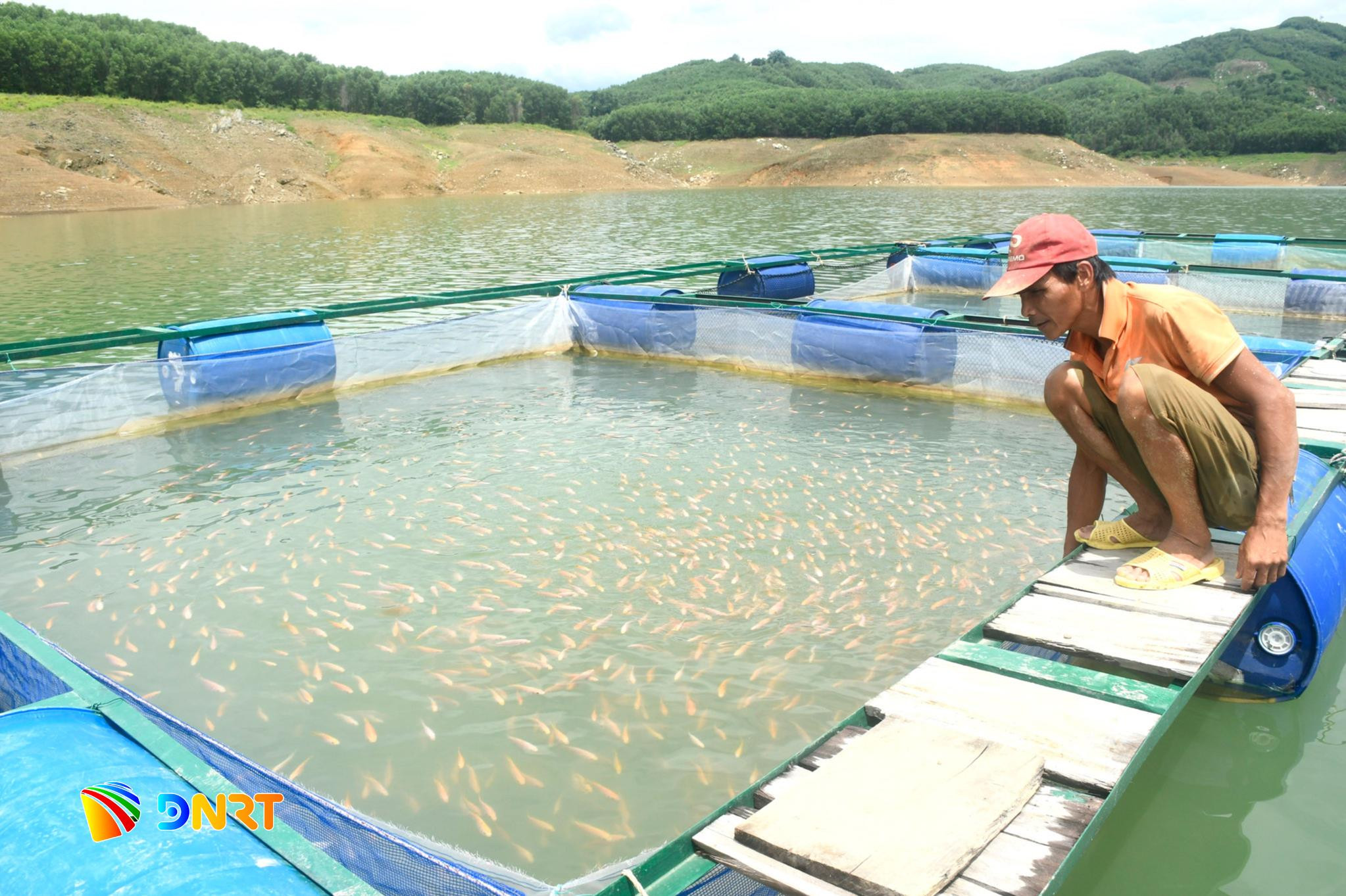 nuoi-ca-song-tranh.jpg