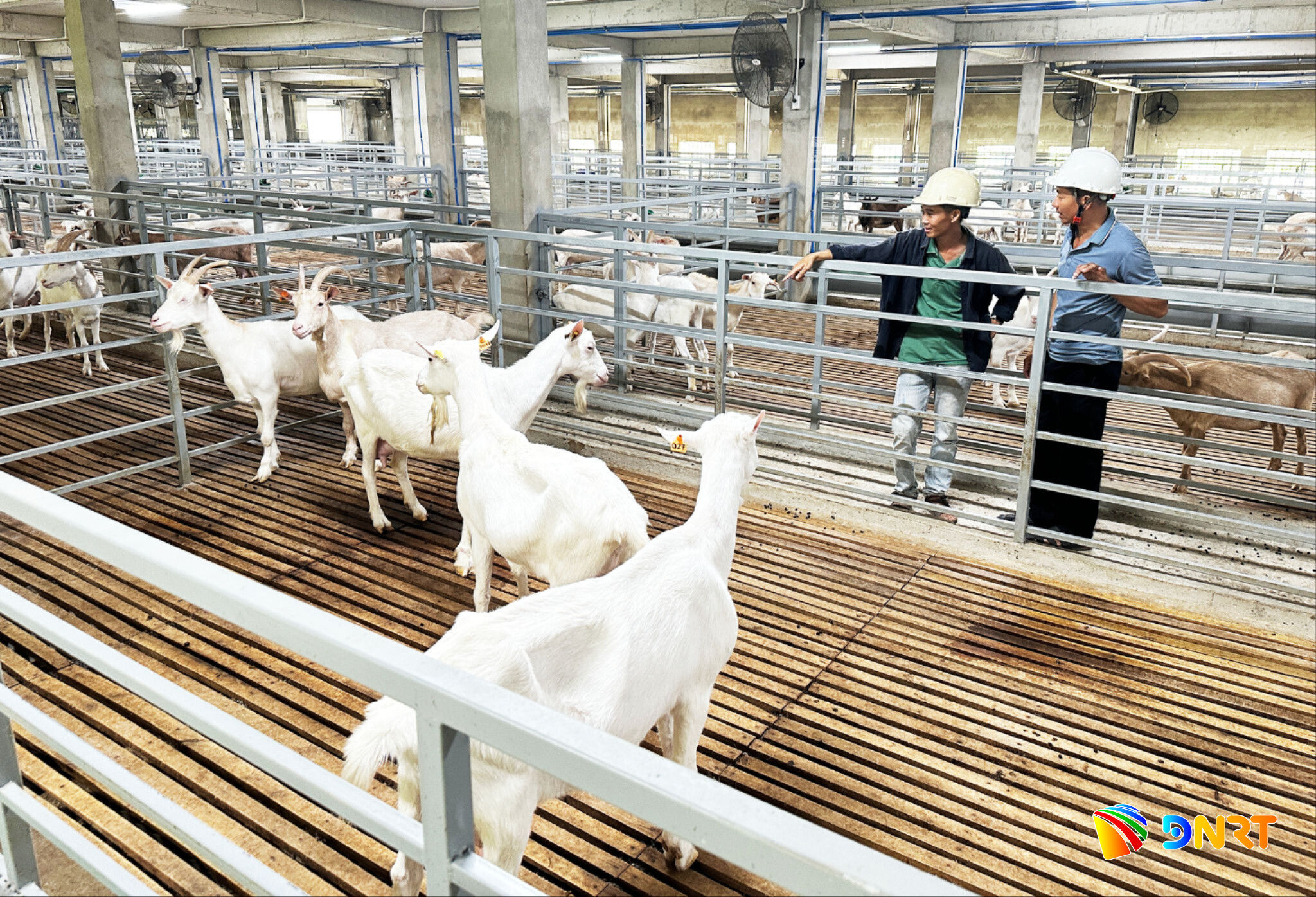 mo-hinh-nuoi-de-lay-sua-dat-chuan-cua-family-organic-farm-tren-dien-tich-san-3.500m2(1).jpg
