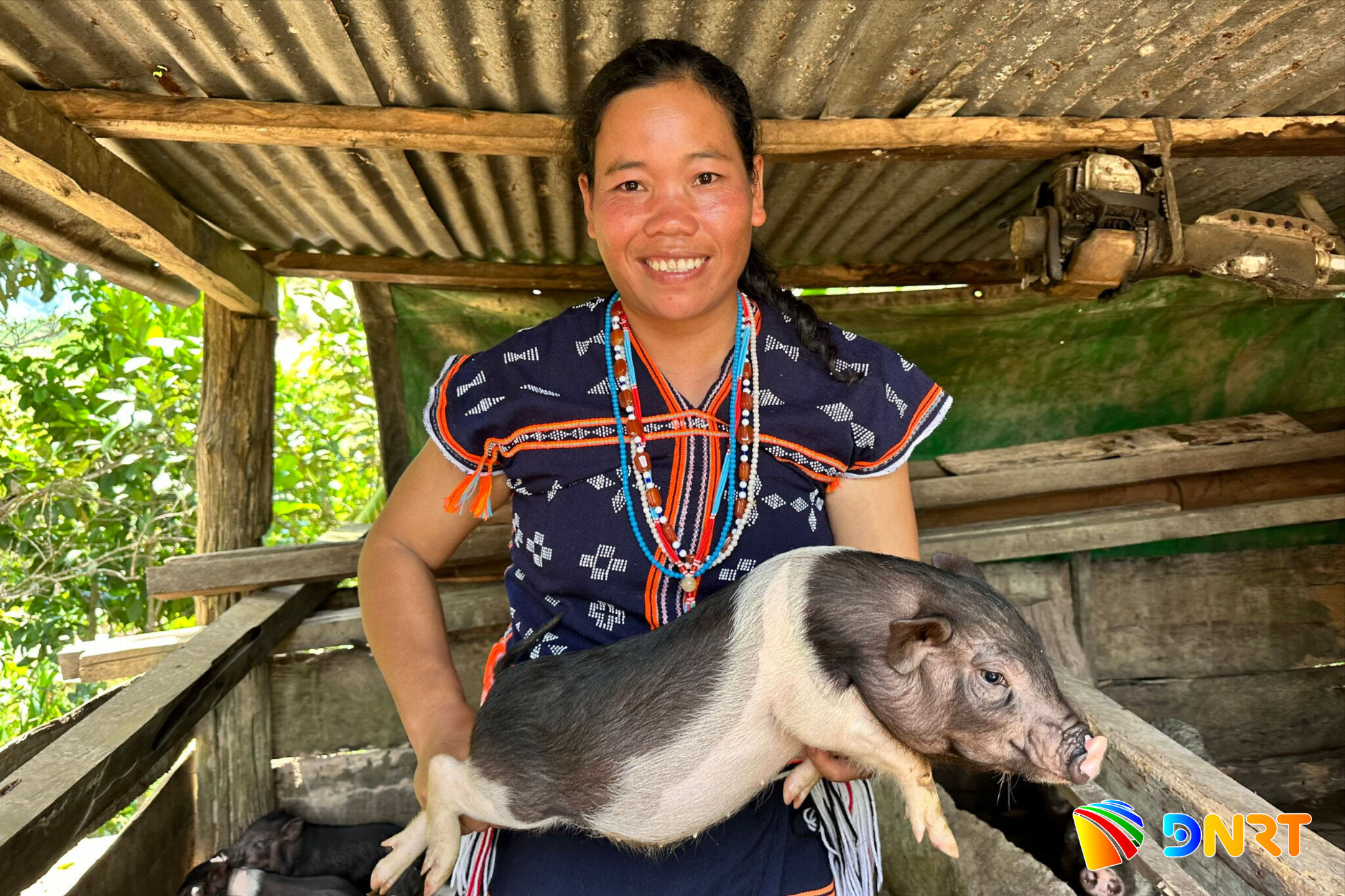 Người dân Cơ Tu ở xã Tây Giang được chương trình mục tiêu quốc gia hỗ trợ heo giống để phát triển kinh tế. Ảnh: ALĂNG NGƯỚC