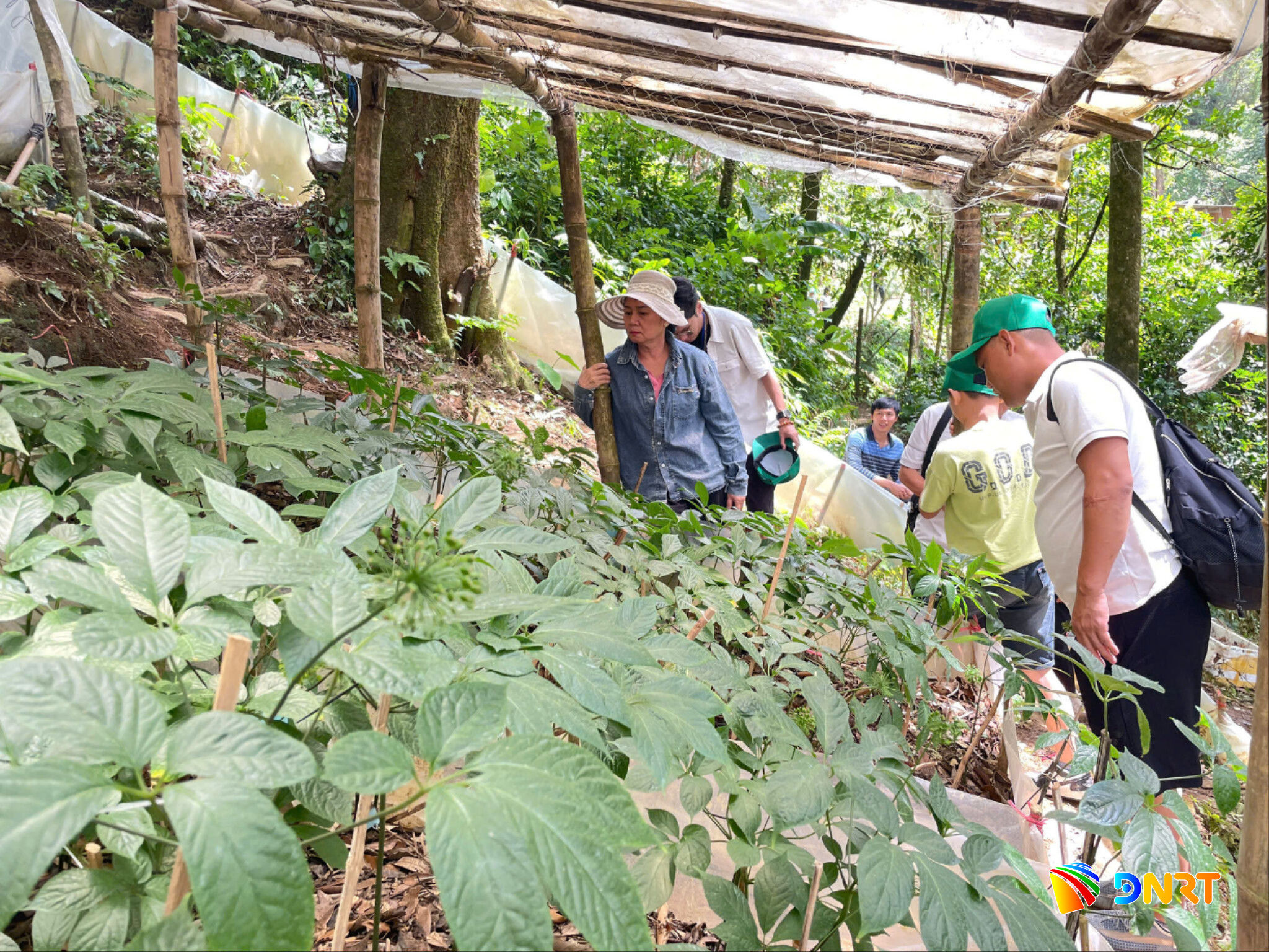 Du khách trải nghiệm tour sâm