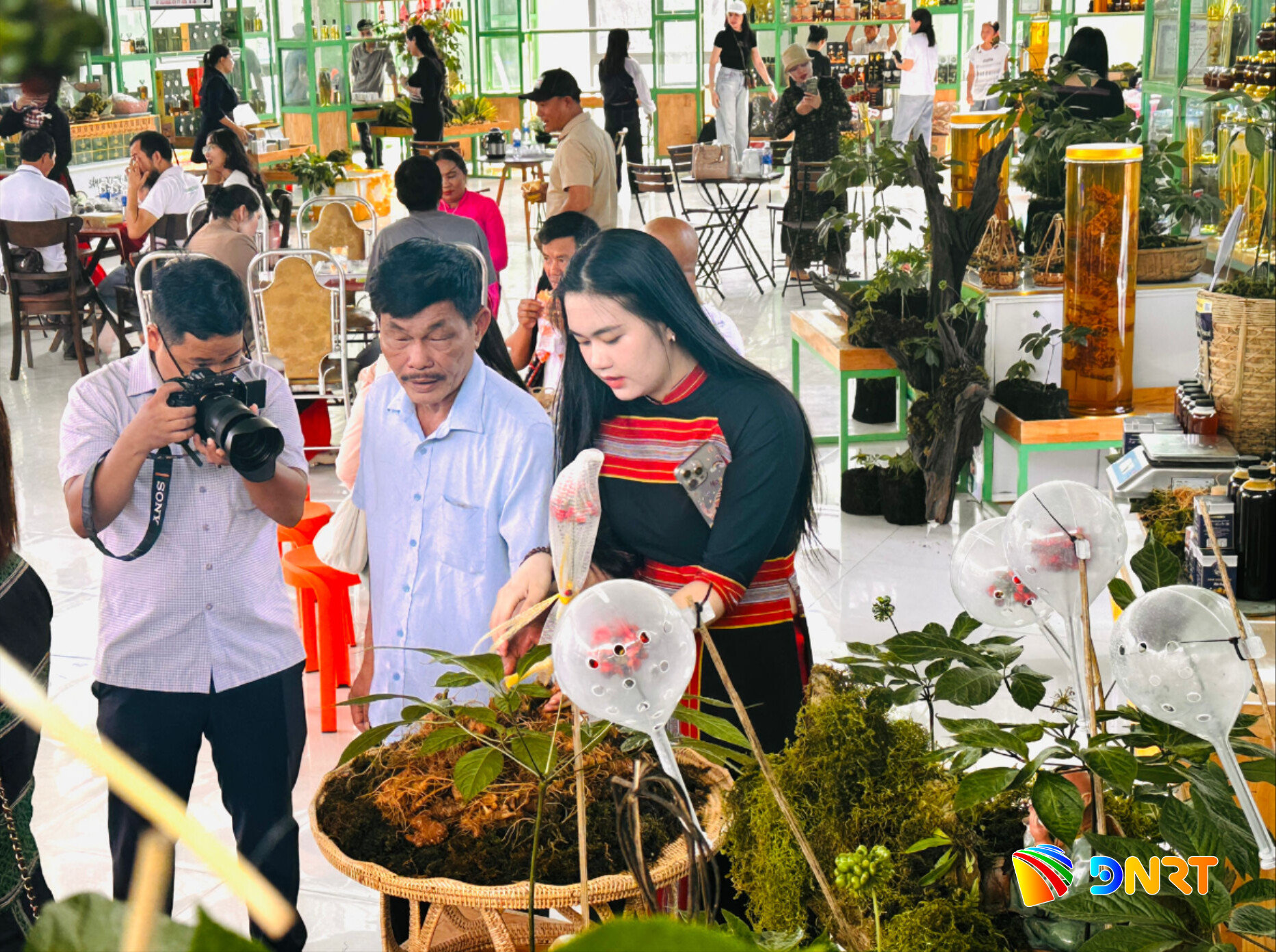 Sự kiện quảng bá sâm Ngọc Linh