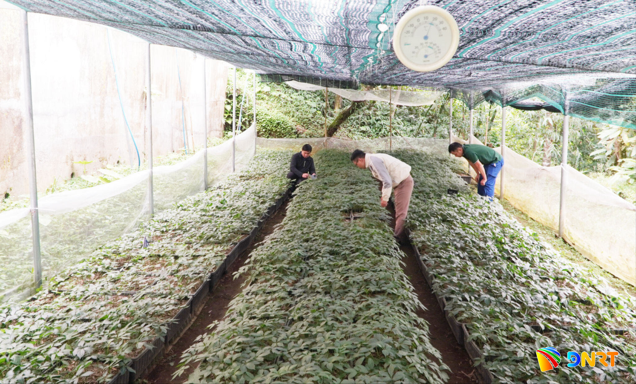 Tập trung nhiều nguồn lực phát triển sâm