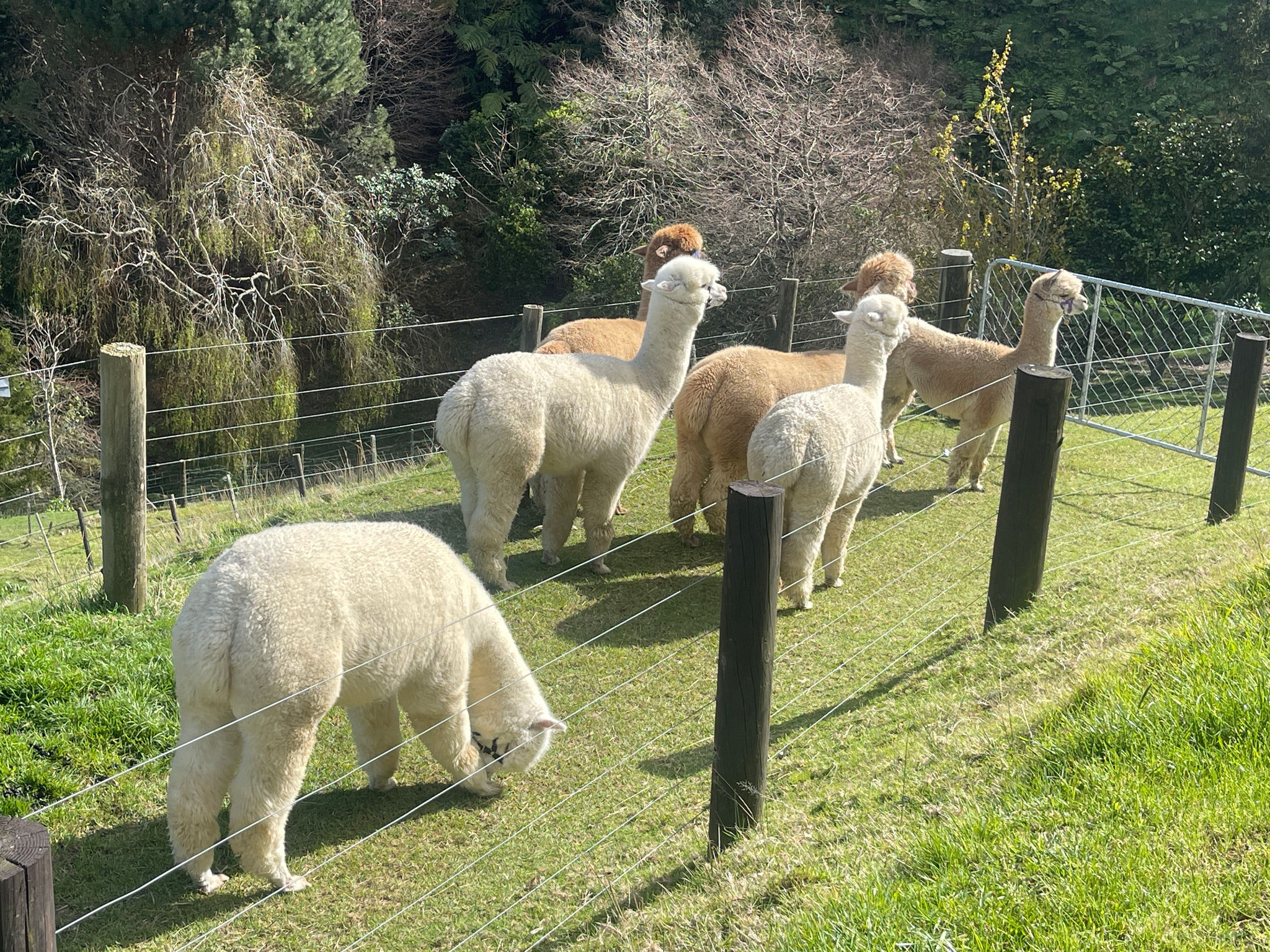 Những cô gái Alpaca lông mềm mượt
