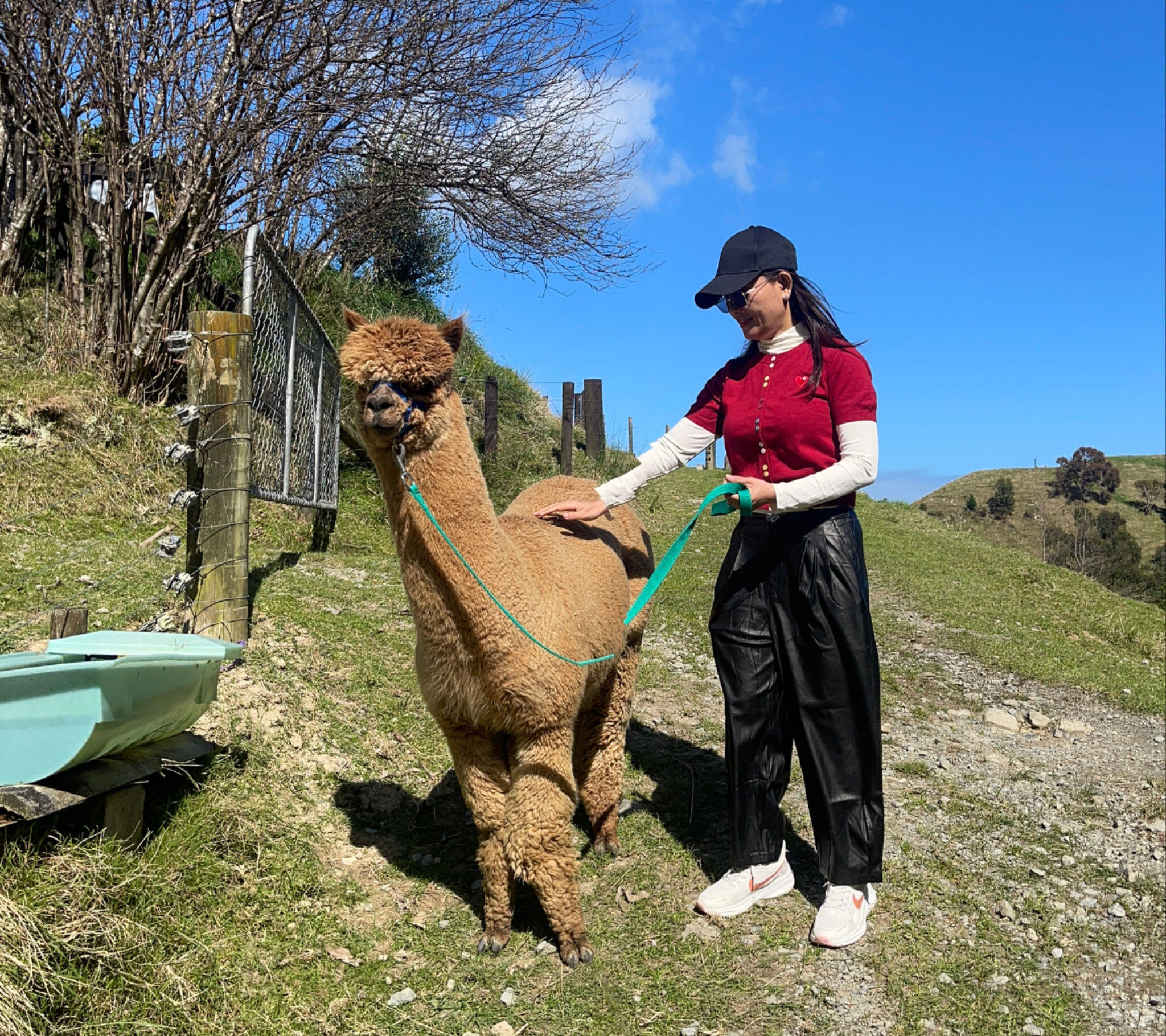 Du khách và một cô gái Alpaca