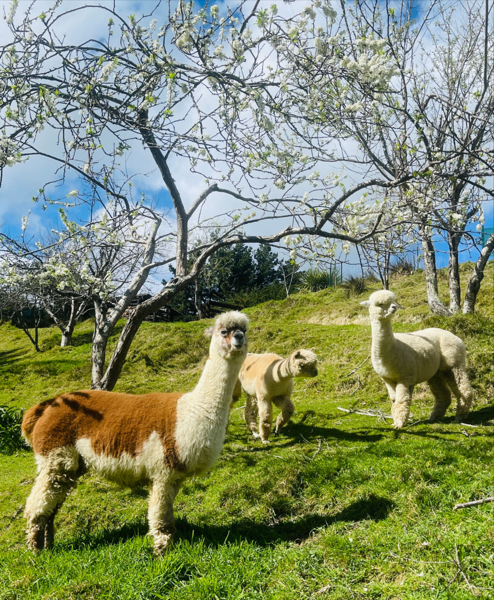 Khung cảnh nên thơ tại Alpaca Farm