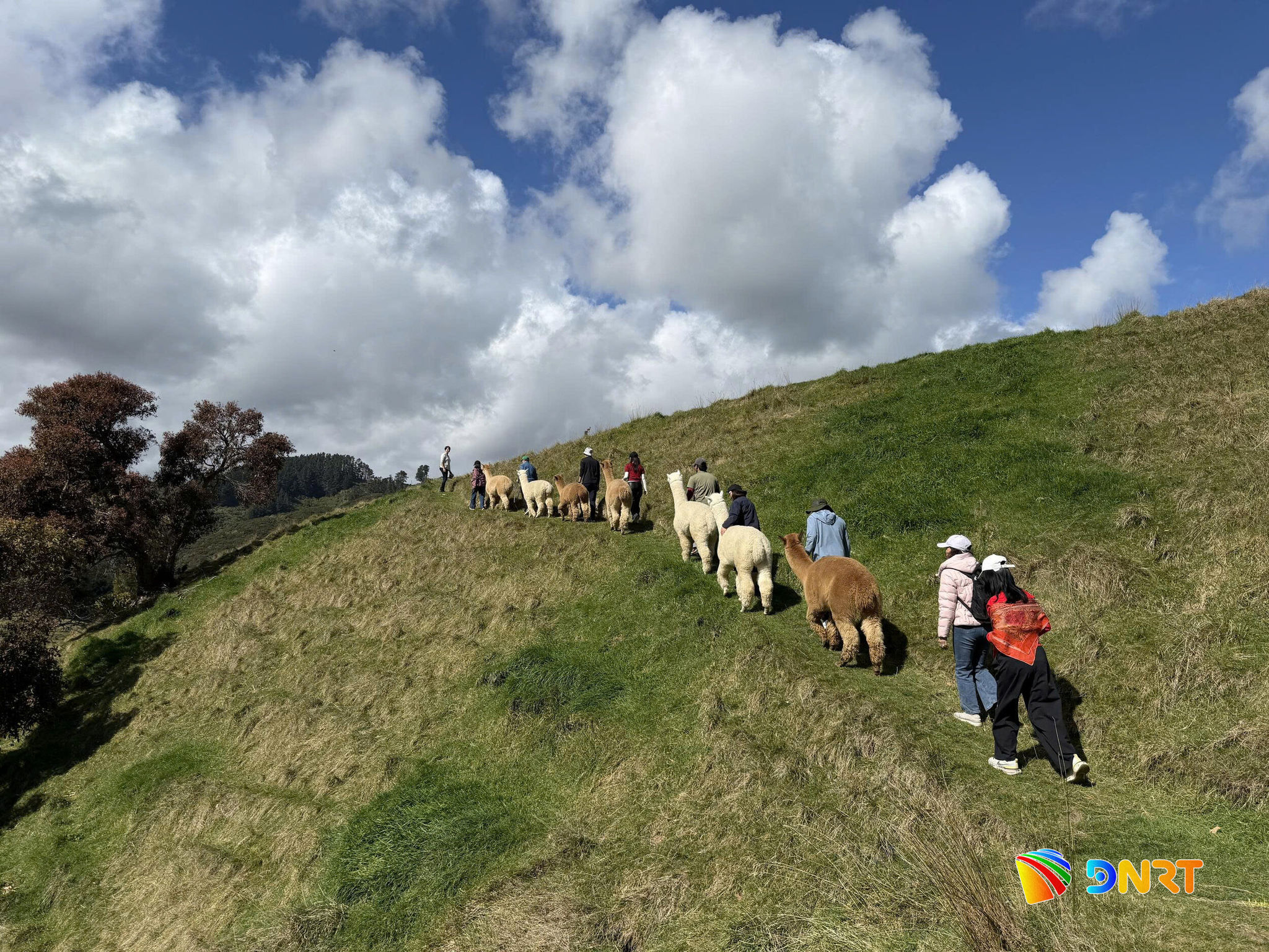 Chị bạn thích thú khi dắt chú Alpaca lên đồi