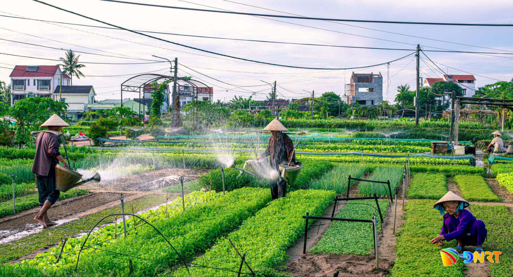 Làng rau Trà Quế điểm đến xanh