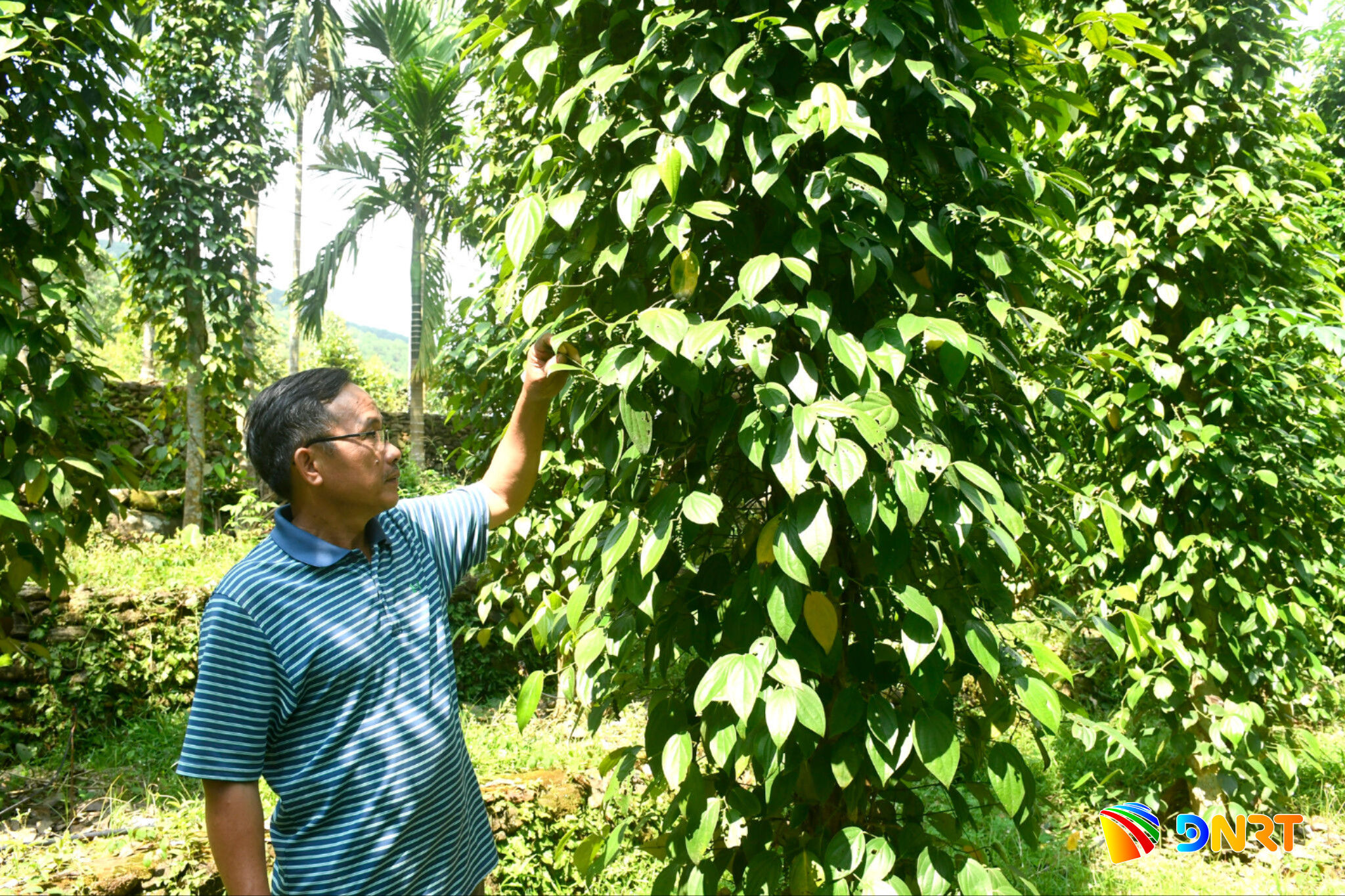 ma-so-vung-trong.jpg