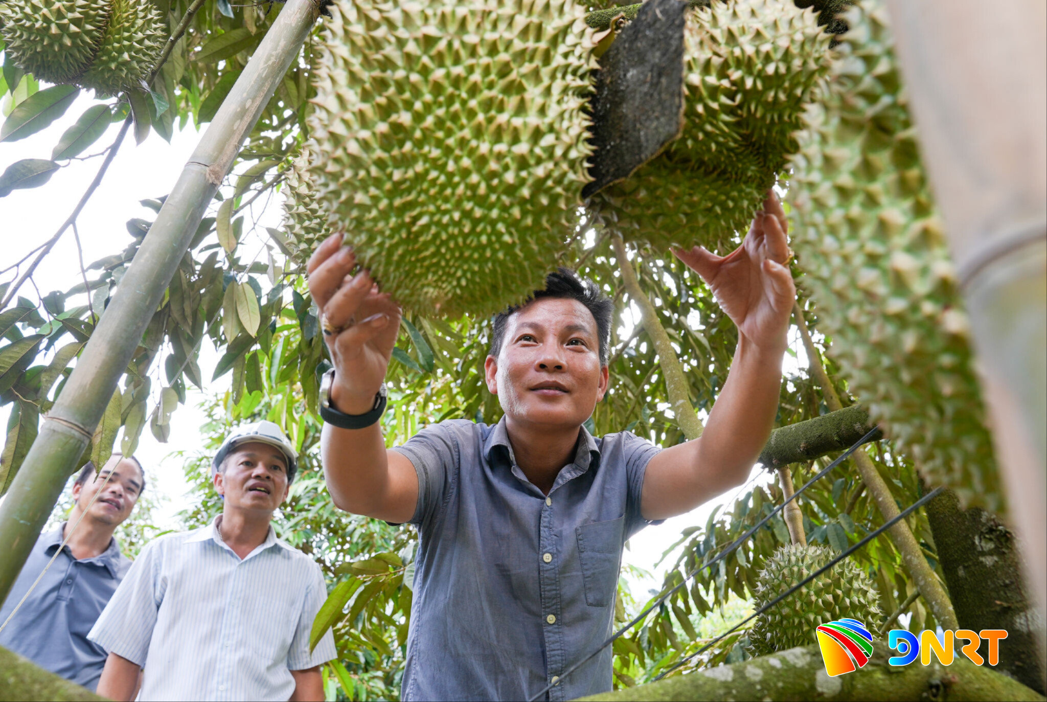 sau-rieng-8b653c8eb4e4f936708b91cfdf84850c.jpg