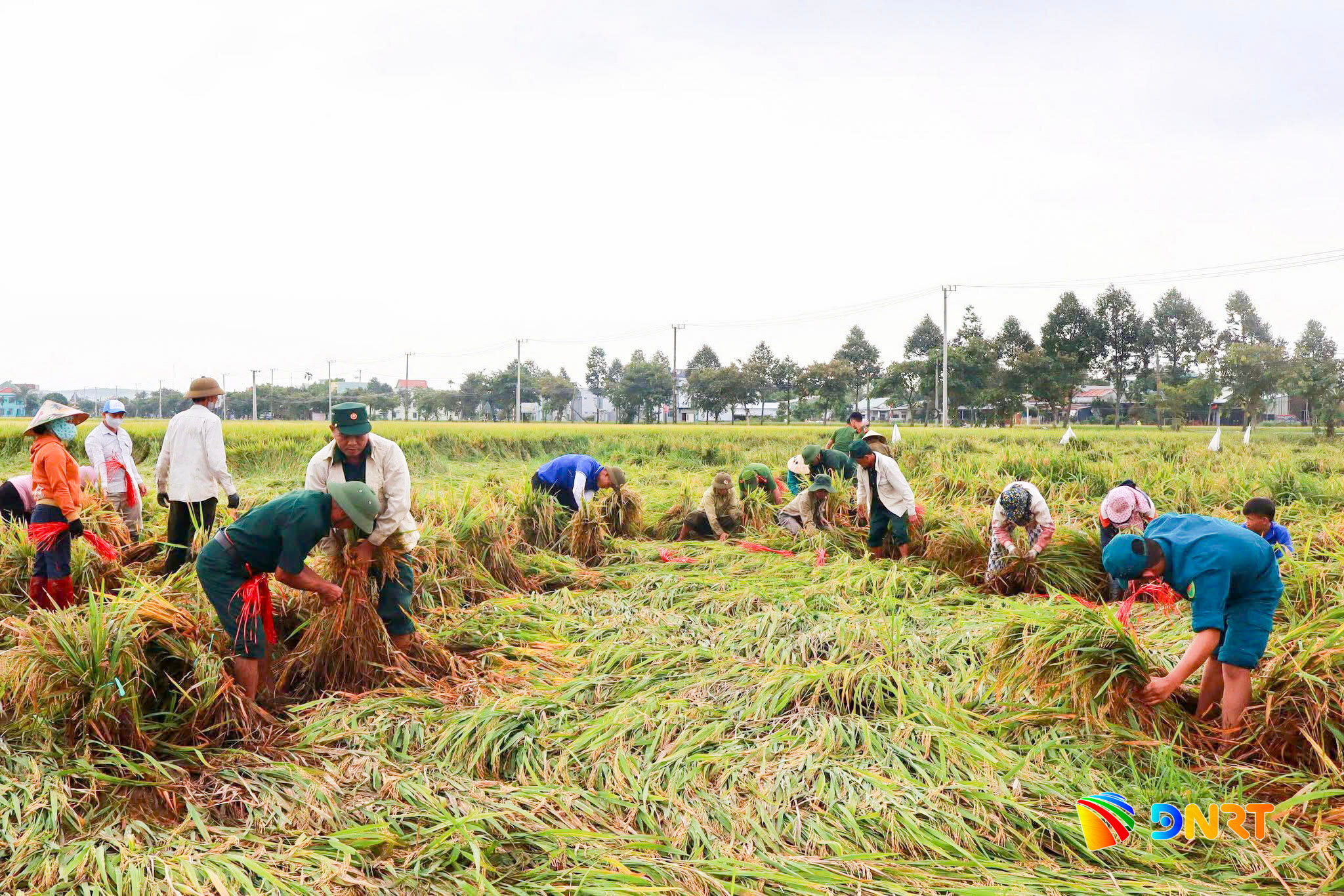 Các lực lượng dân quân, cựu chiến binh, phụ nữ... hỗ trợ người dân gặt lúa khi có mưa lớn. Ảnh: HỨA MẬN