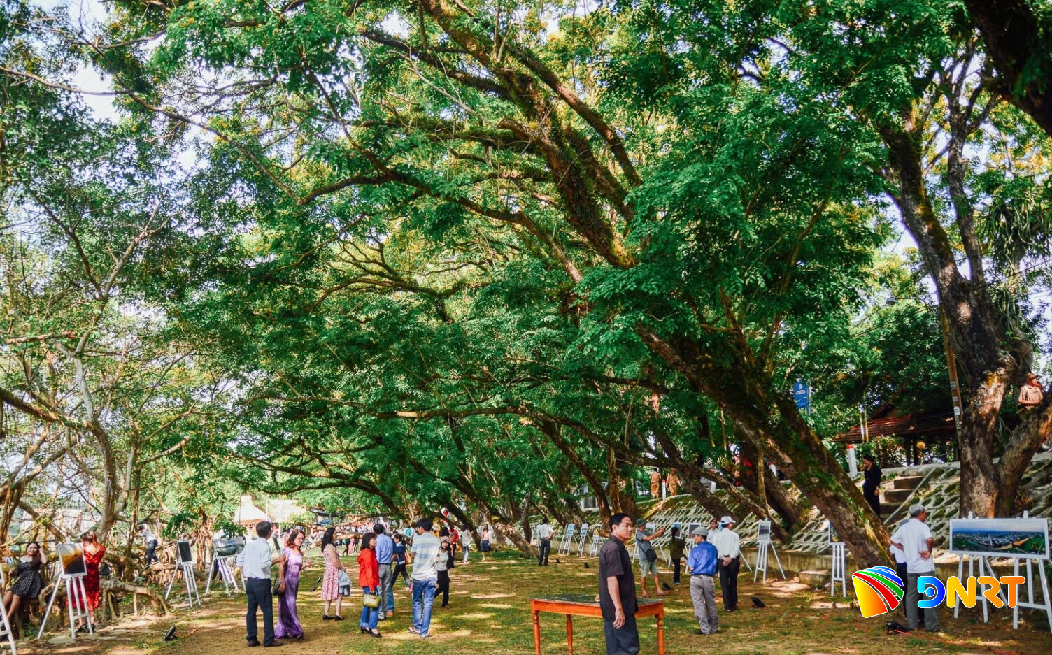 Vườn Cừa (phường Hương Trà) với hàng sưa di sản rợp bóng bên sông Tam Kỳ. Ảnh: XUÂN SƠN
