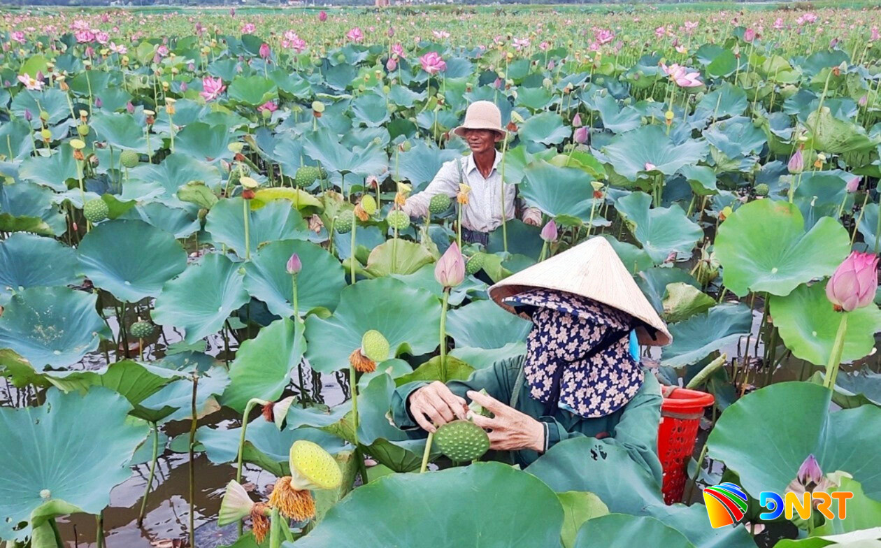 trong-sen-binh-dao-1-3b9c43c4a72a0c18f0d4cc82371c3538.jpg