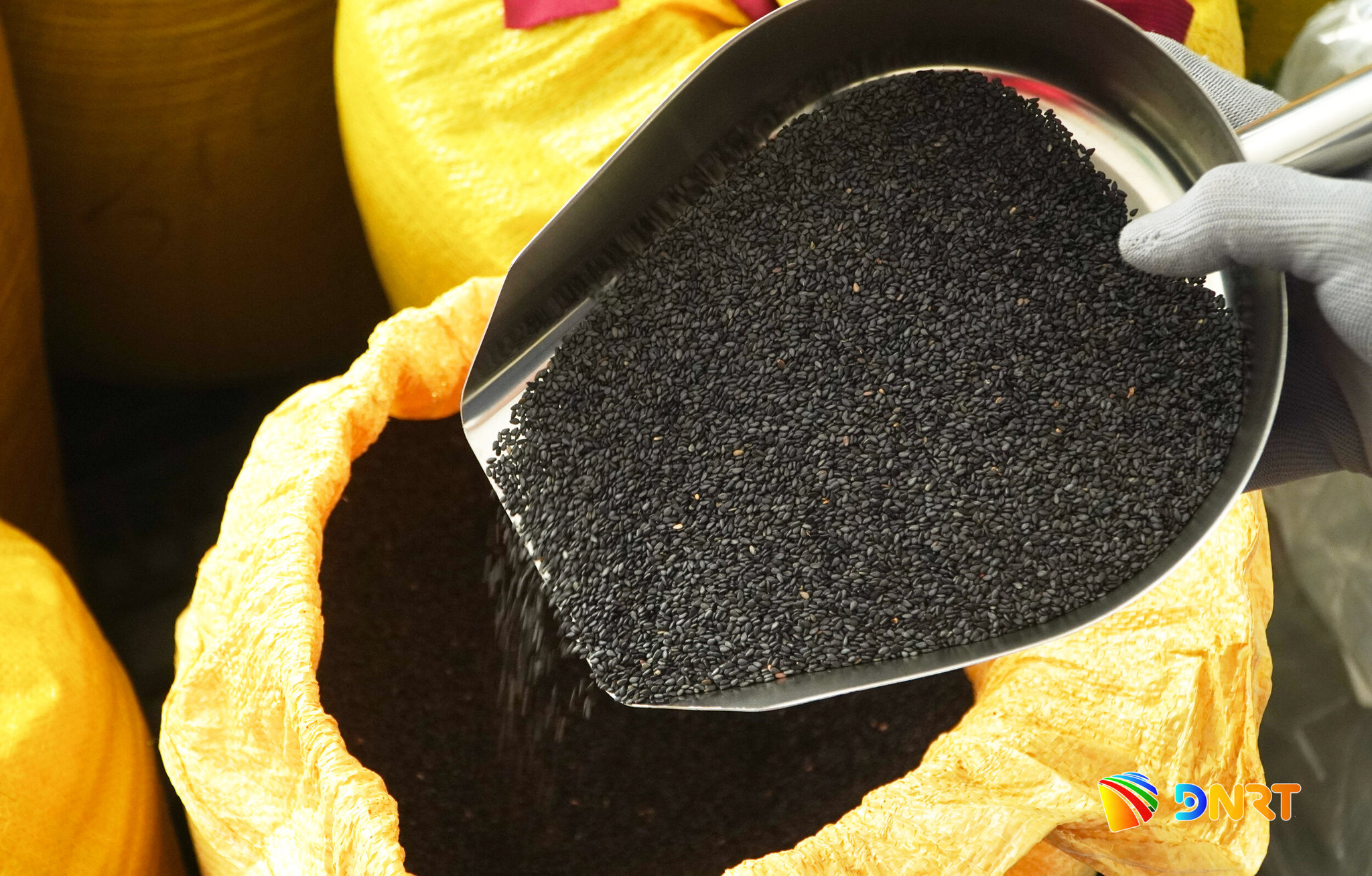 Nguồn nguyên liệu của Hợp tác xã Sản xuất dầu nguyên chất Bảo Tâm chủ yếu là các loại đậu và mè rất dễ ảnh hưởng khi gặp thời tiết ẩm ướt