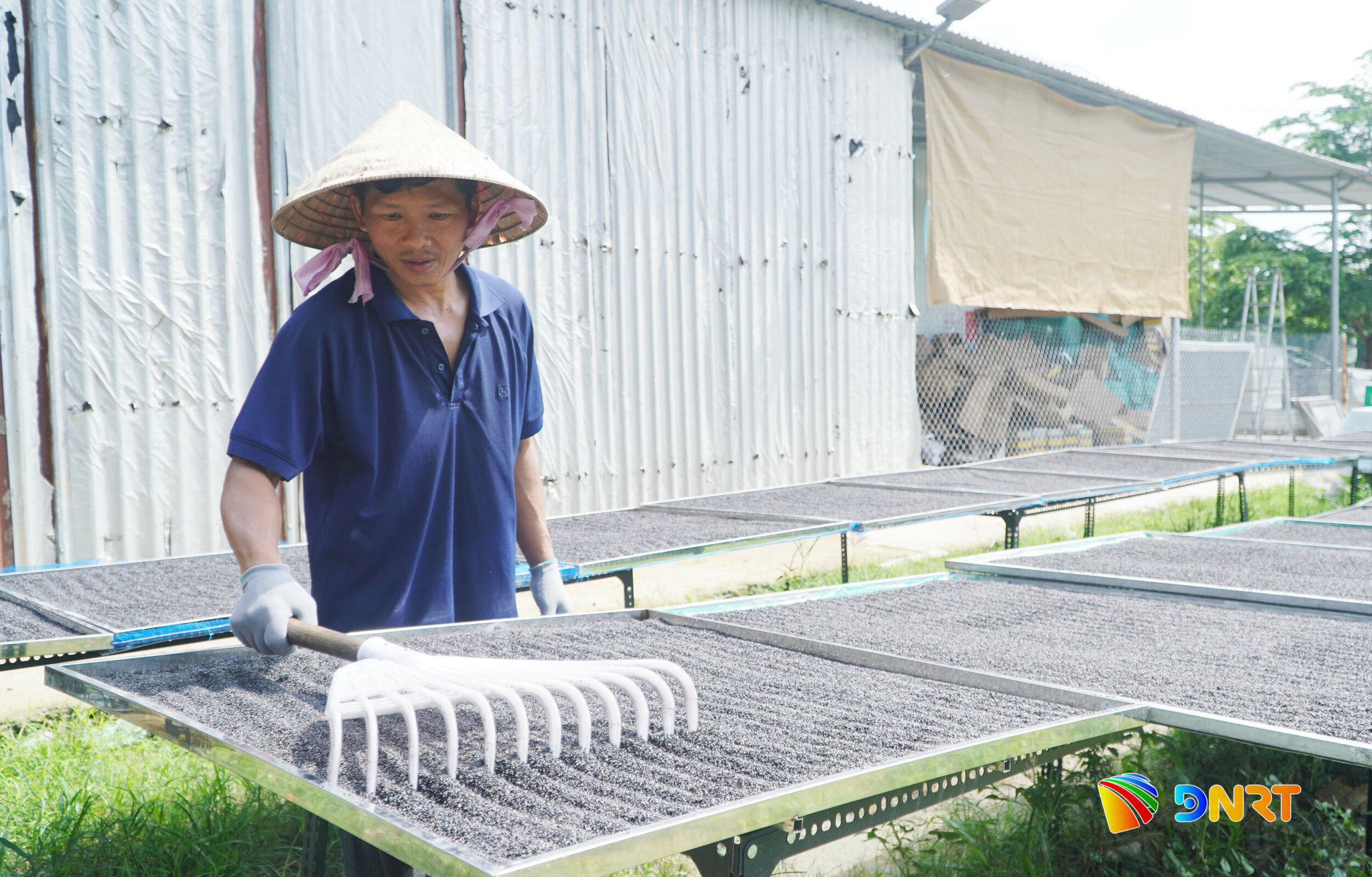 Tranh thủ nhưng ngày nắng ráo trước mùa mưa, Hợp tác xã Sản xuất dầu nguyên chất Bảo Tâm phơi khô nguyên liệu