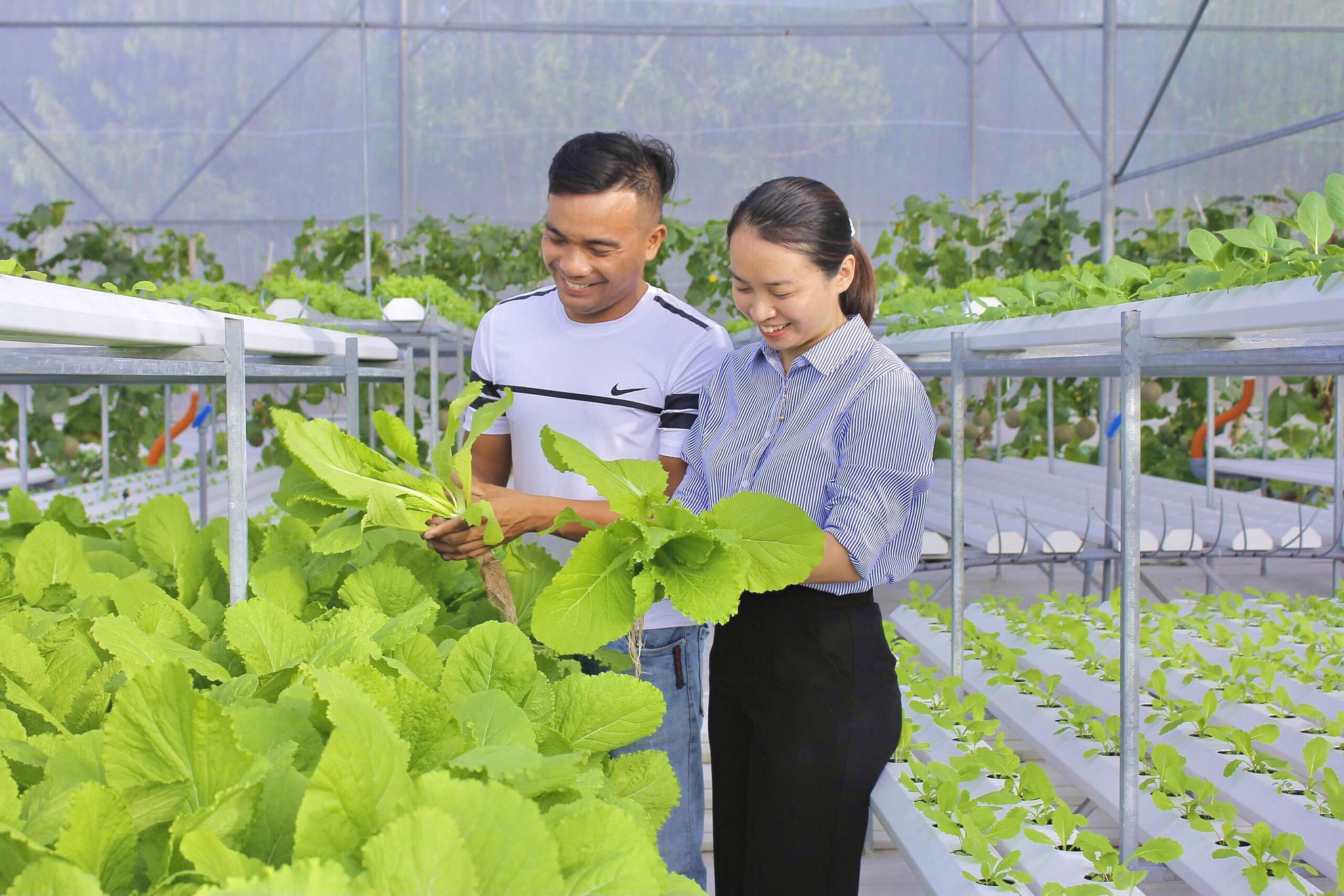 Mô hình trồng rau thủy canh trong nhà kính giúp Hợp tác xã Nông nghiệp Công nghệ cao 43 Farm (xã Thăng An) duy trì năng suất và chất lượng quanh năm. Ảnh: NVCC