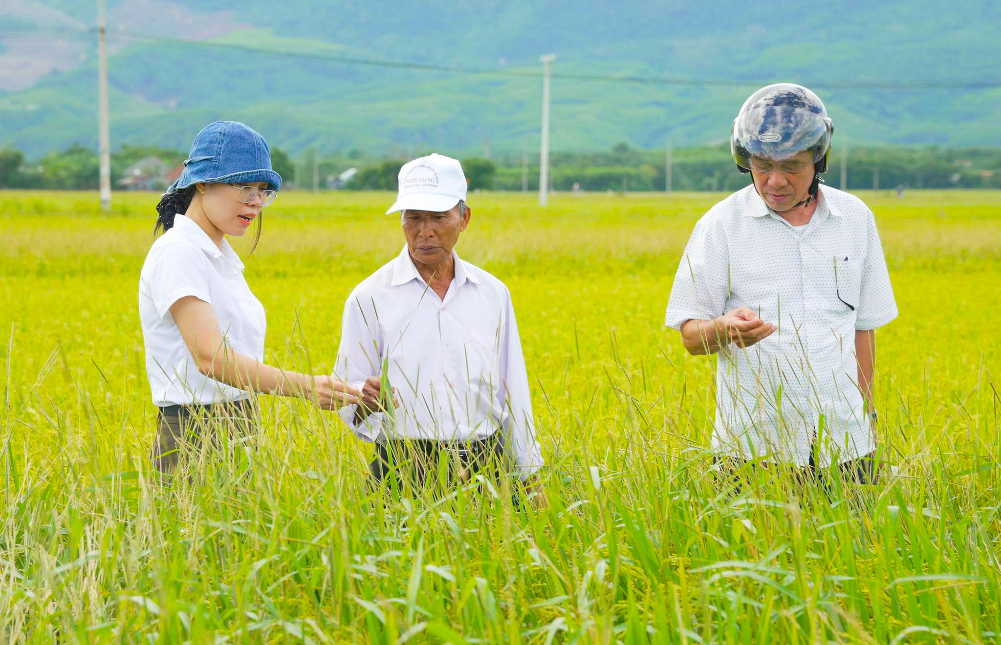 Cán bộ khuyến nông xã Nông Sơn cùng lực lượng khuyến nông cộng đồng hướng dẫn Hương dẫn nhân dân cách phòng trừ cỏ lạ hại lúa tại thôn Phước Bình
