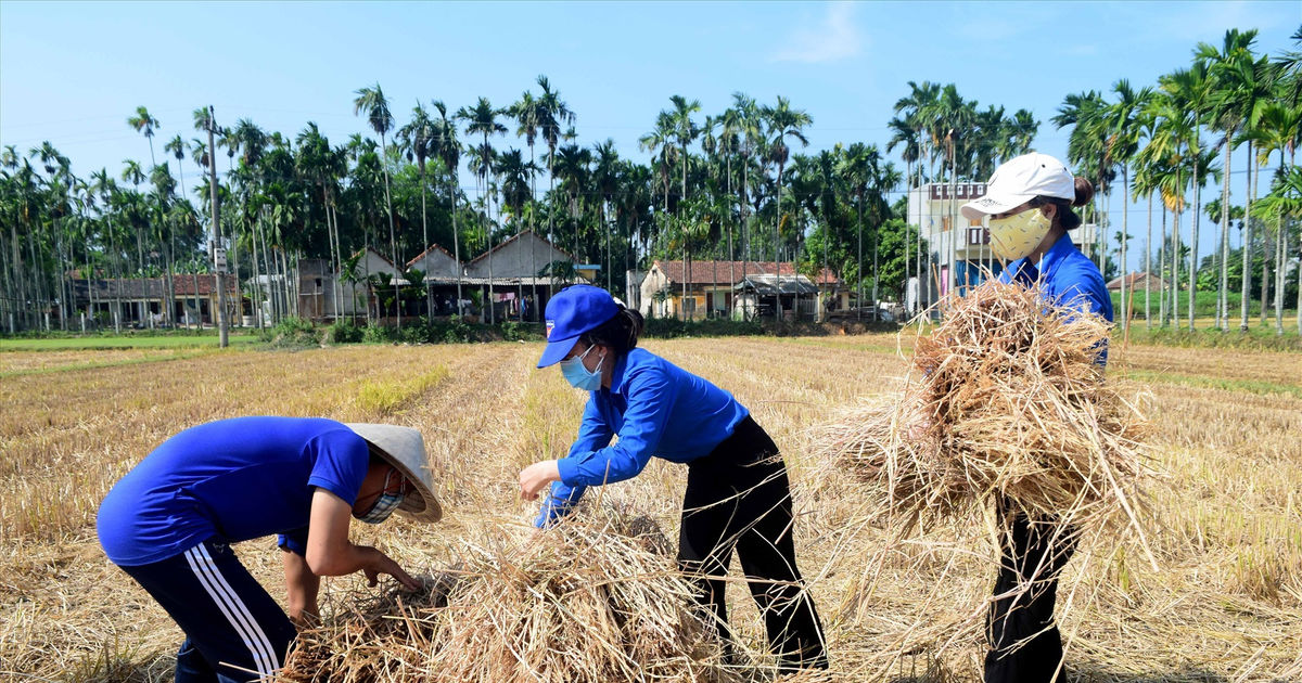 Đội tình nguyện thu gom rơm rạ