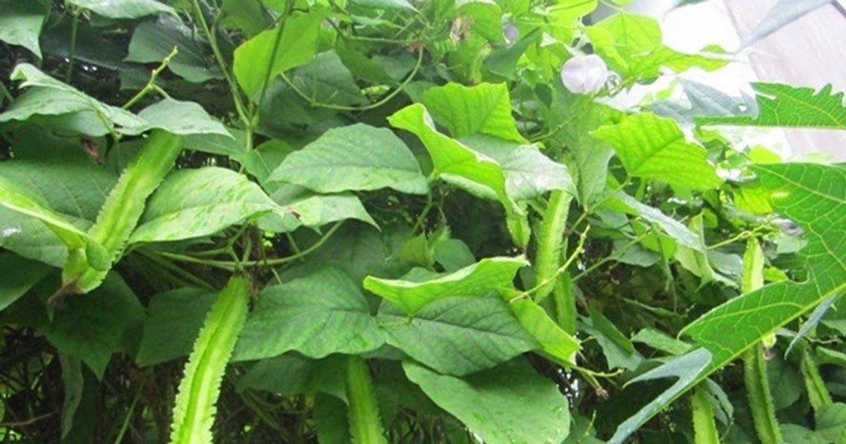 Khám phá nguồn dinh dưỡng dồi dào từ đậu rồng