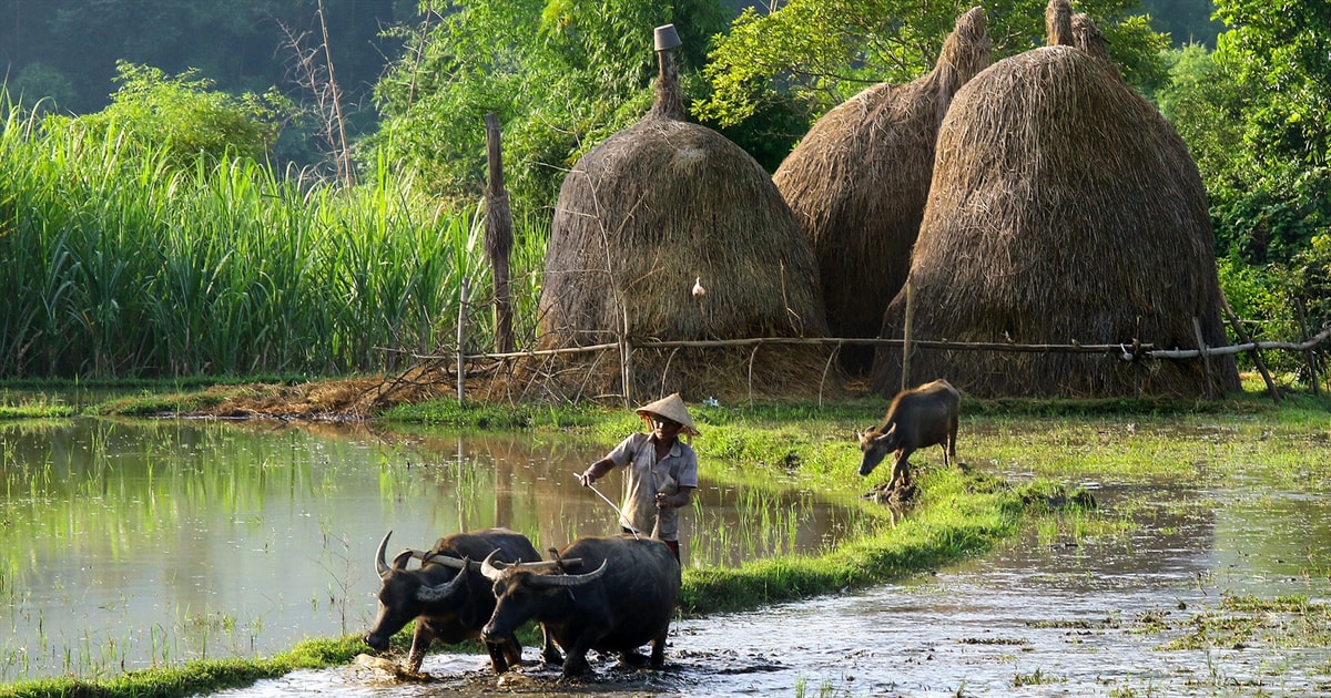 Những mùa lúa mẹ