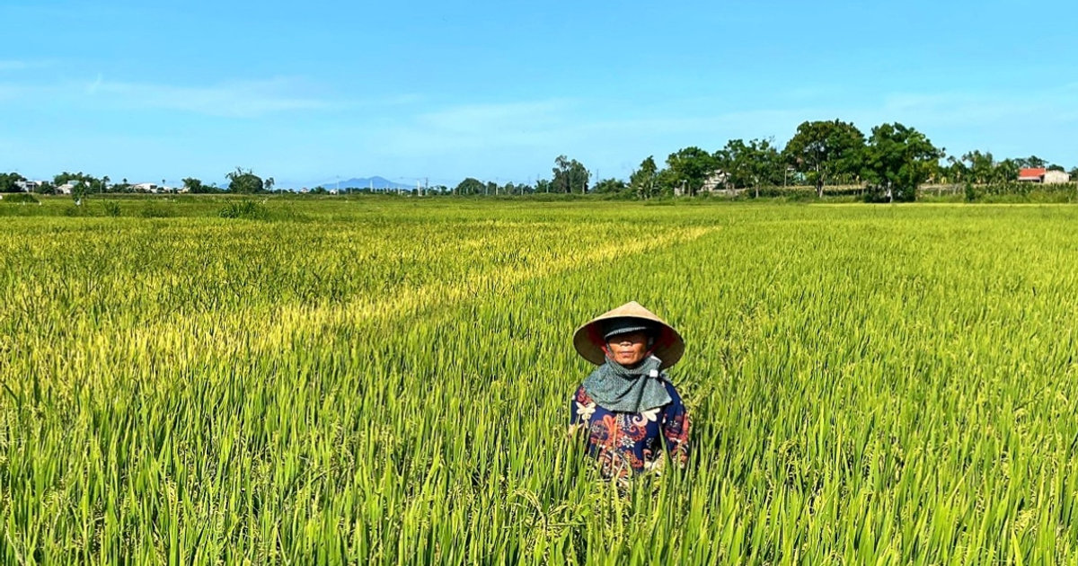 Bệnh khô vằn và đen lép hạt gây hại hơn 1.431ha lúa hè thu