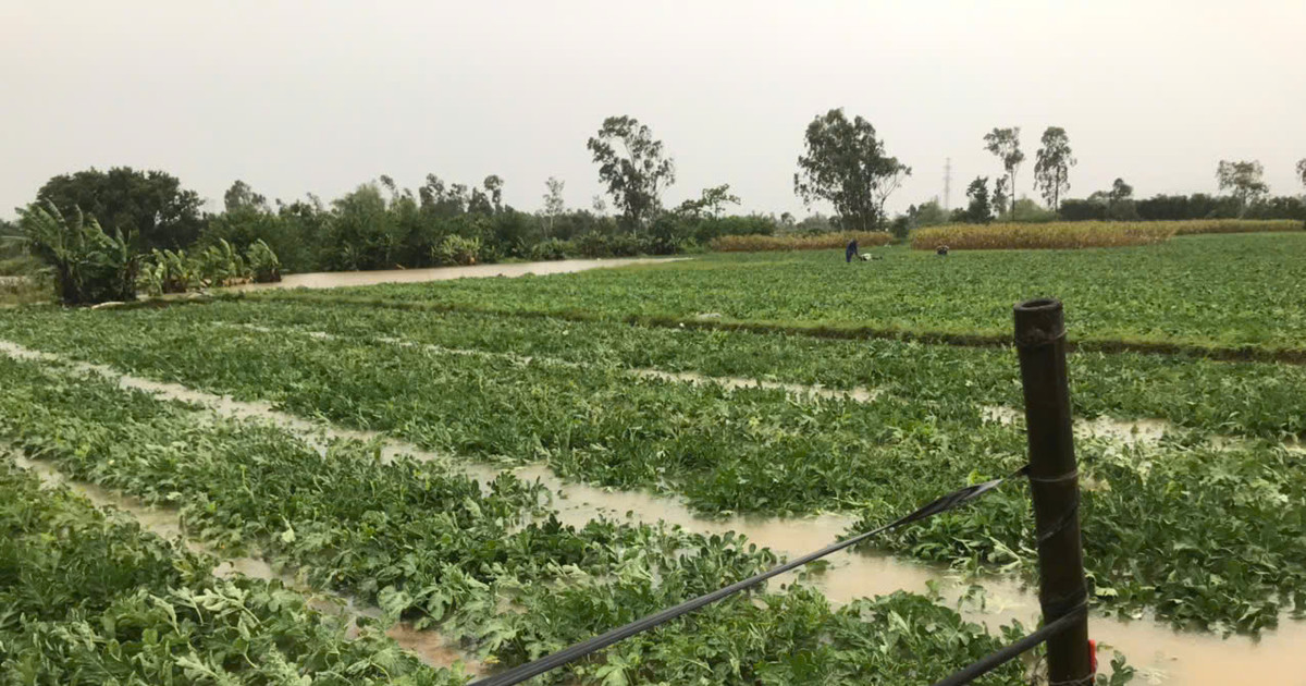 Hơn 940ha lúa, rau màu tại Phú Ninh bị ngập úng