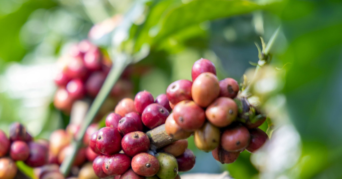 Giá cà phê arabica và robusta đồng loạt rơi tự do, thị trường đỏ lửa